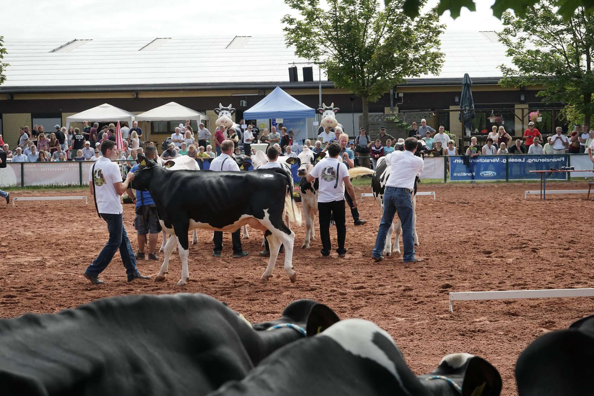 2016 07 17 webenheim kuehe 023