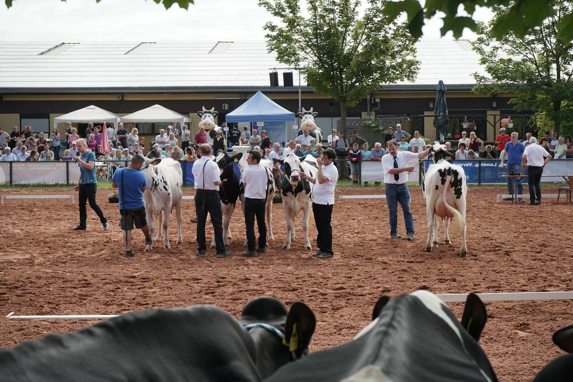 2016 07 17 webenheim kuehe 024