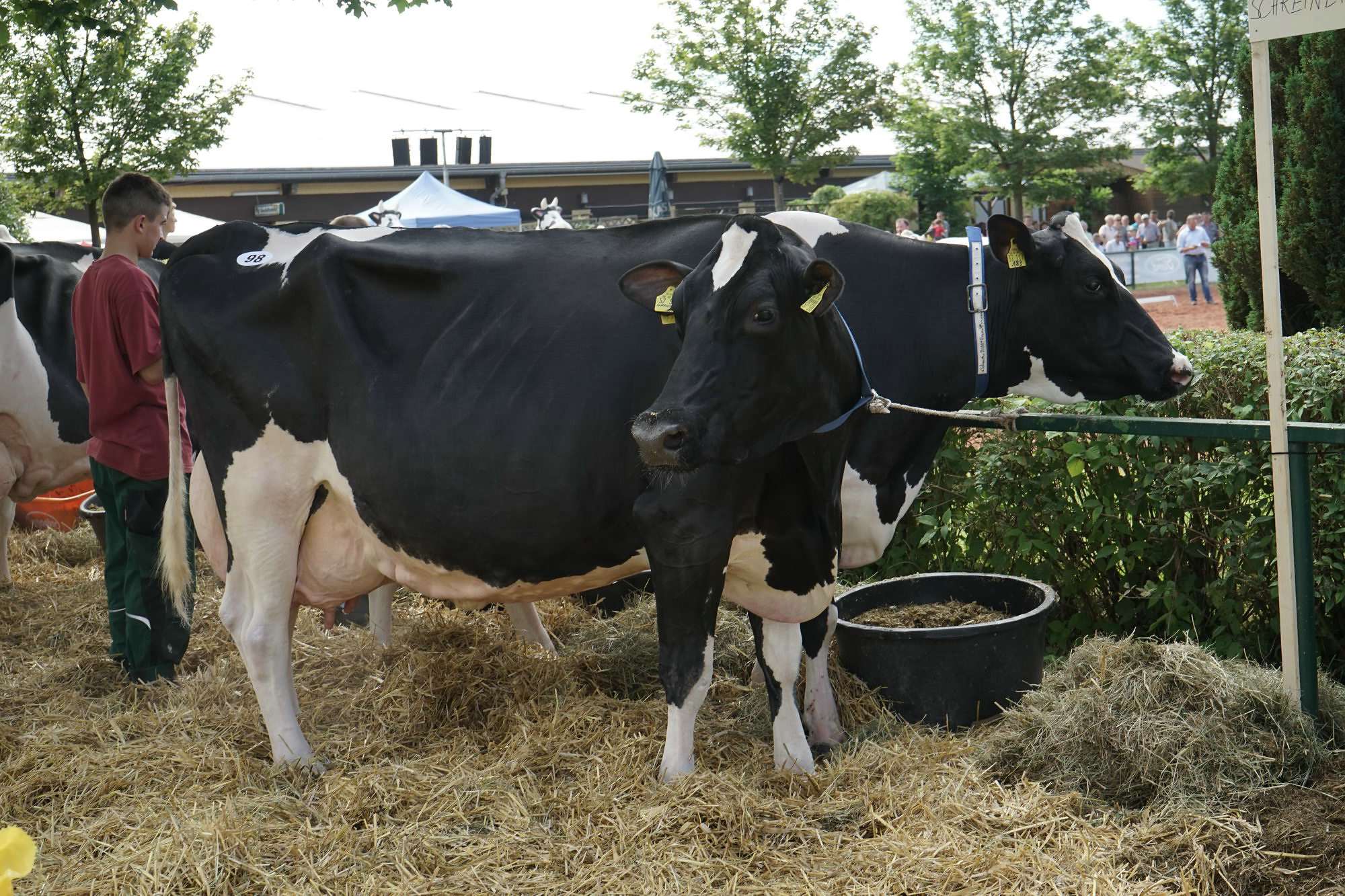 2016 07 17 webenheim kuehe 025