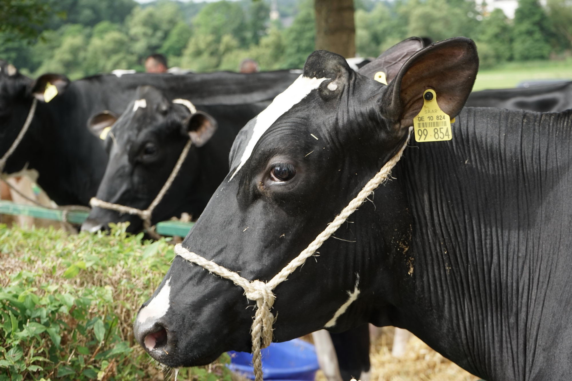 2016 07 17 webenheim kuehe 026