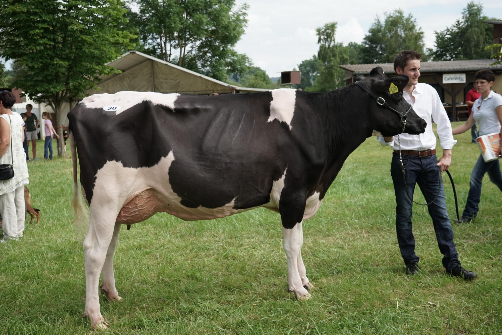 2016 07 17 webenheim kuehe 027