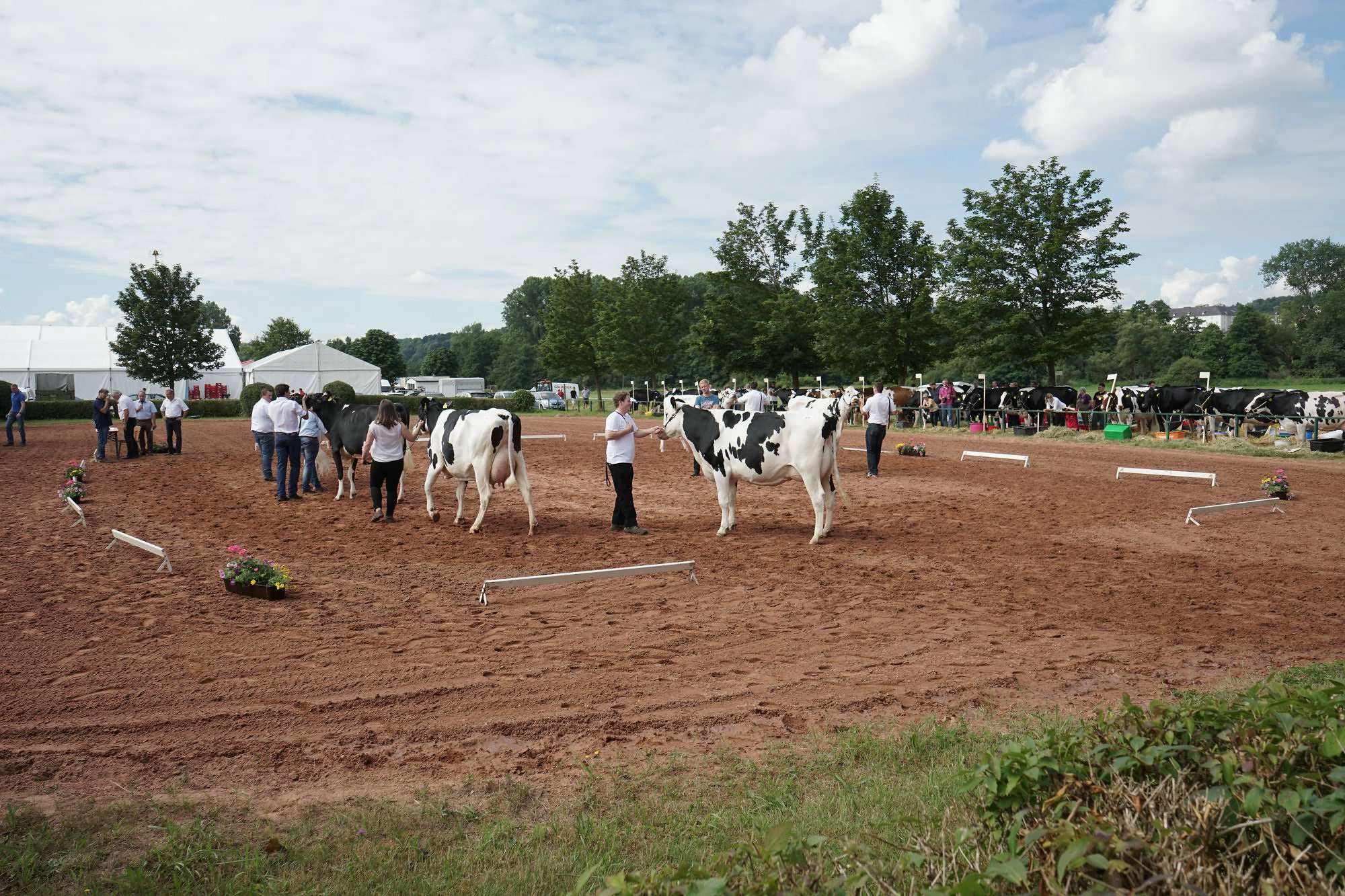 2016 07 17 webenheim kuehe 029
