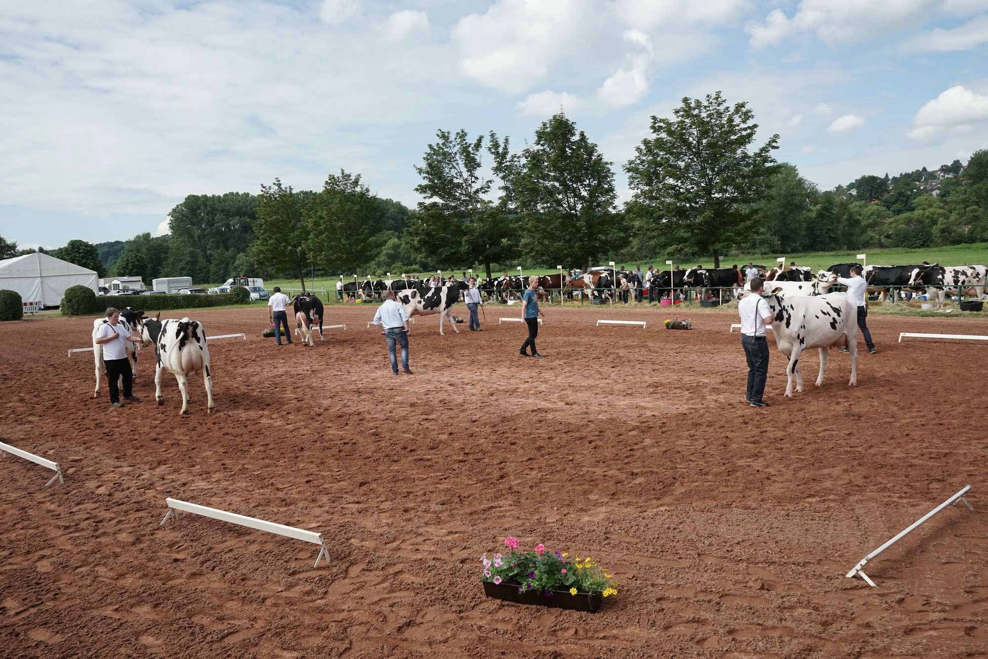 2016 07 17 webenheim kuehe 030