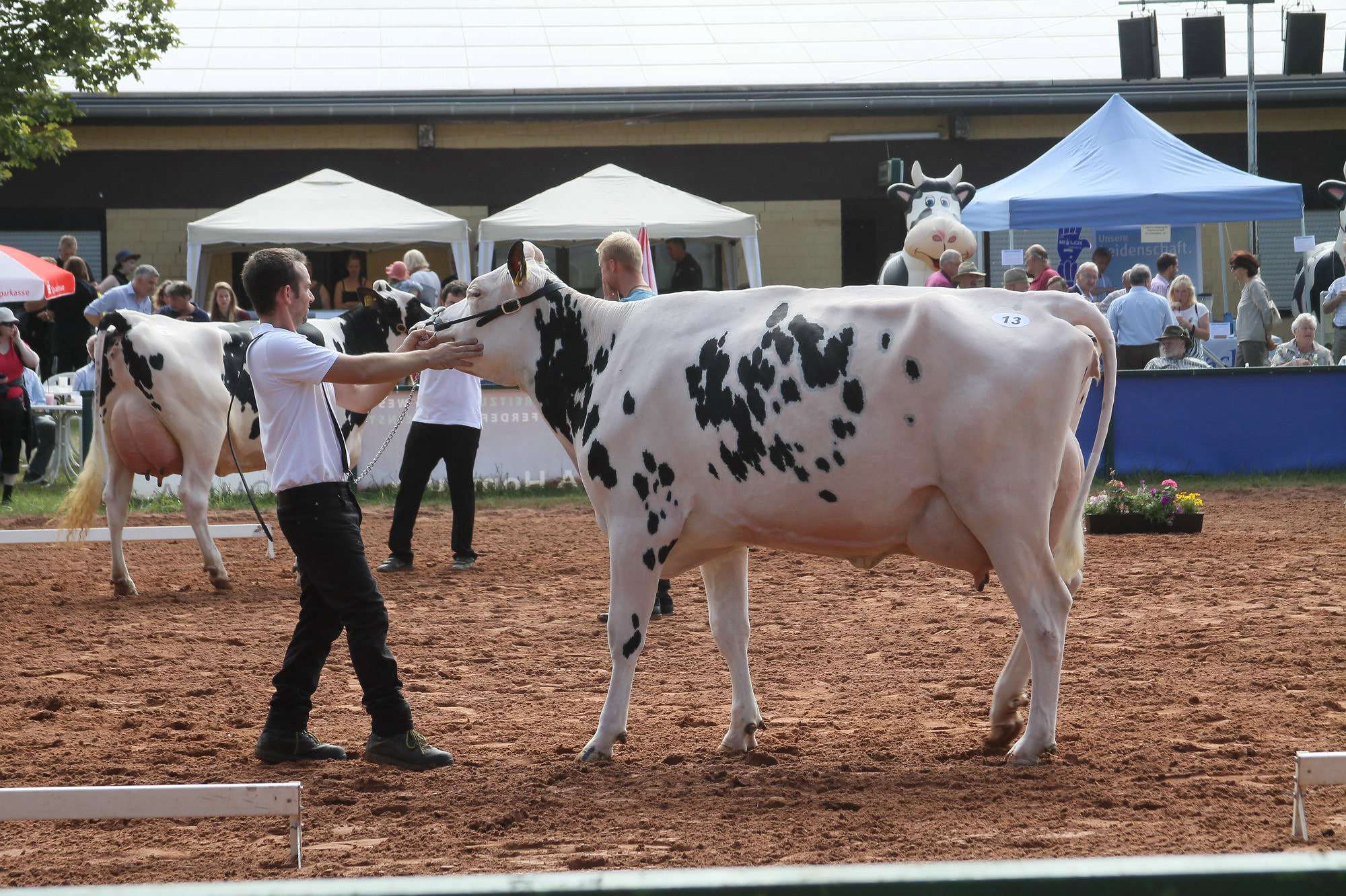 2016 07 17 webenheim kuehe 031
