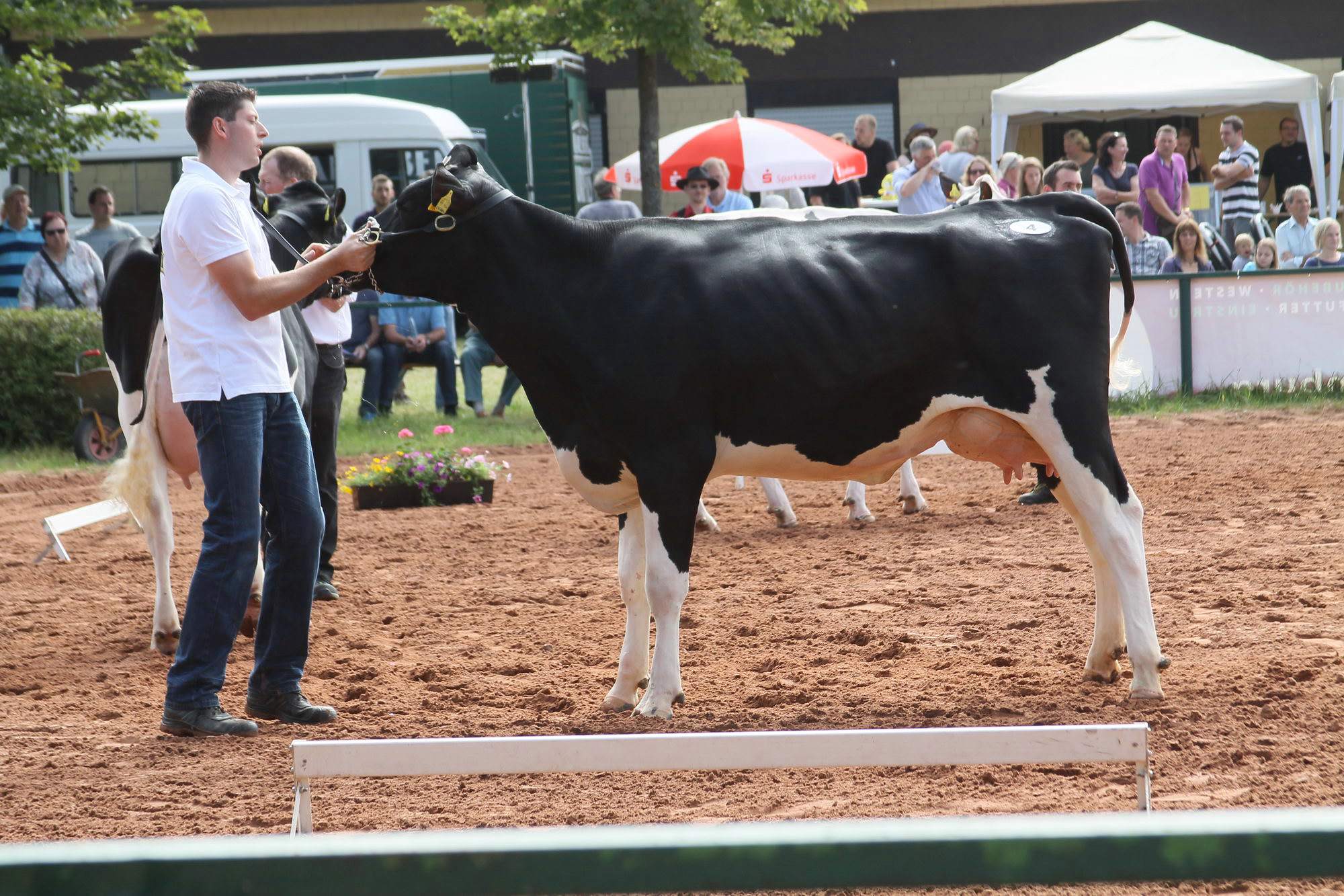 2016 07 17 webenheim kuehe 032