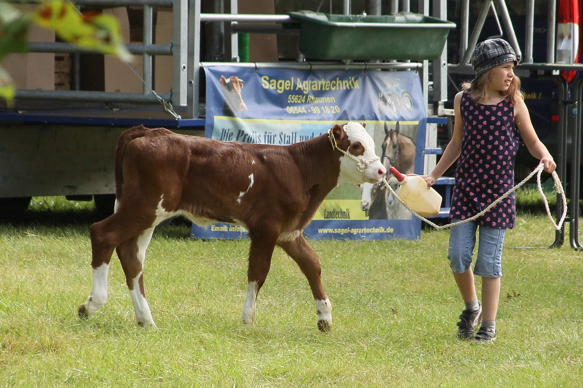 2016 07 17 webenheim kuehe 033