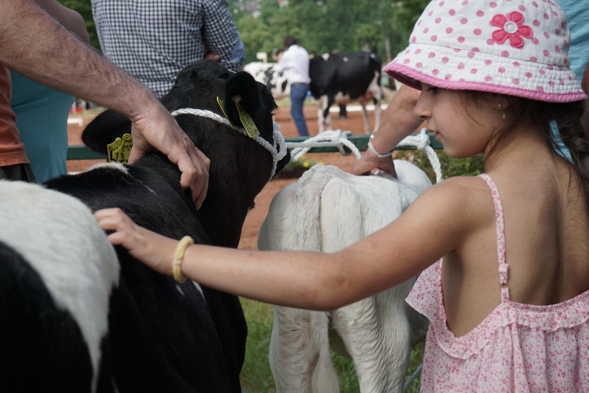 2016 07 17 webenheim kuehe 035