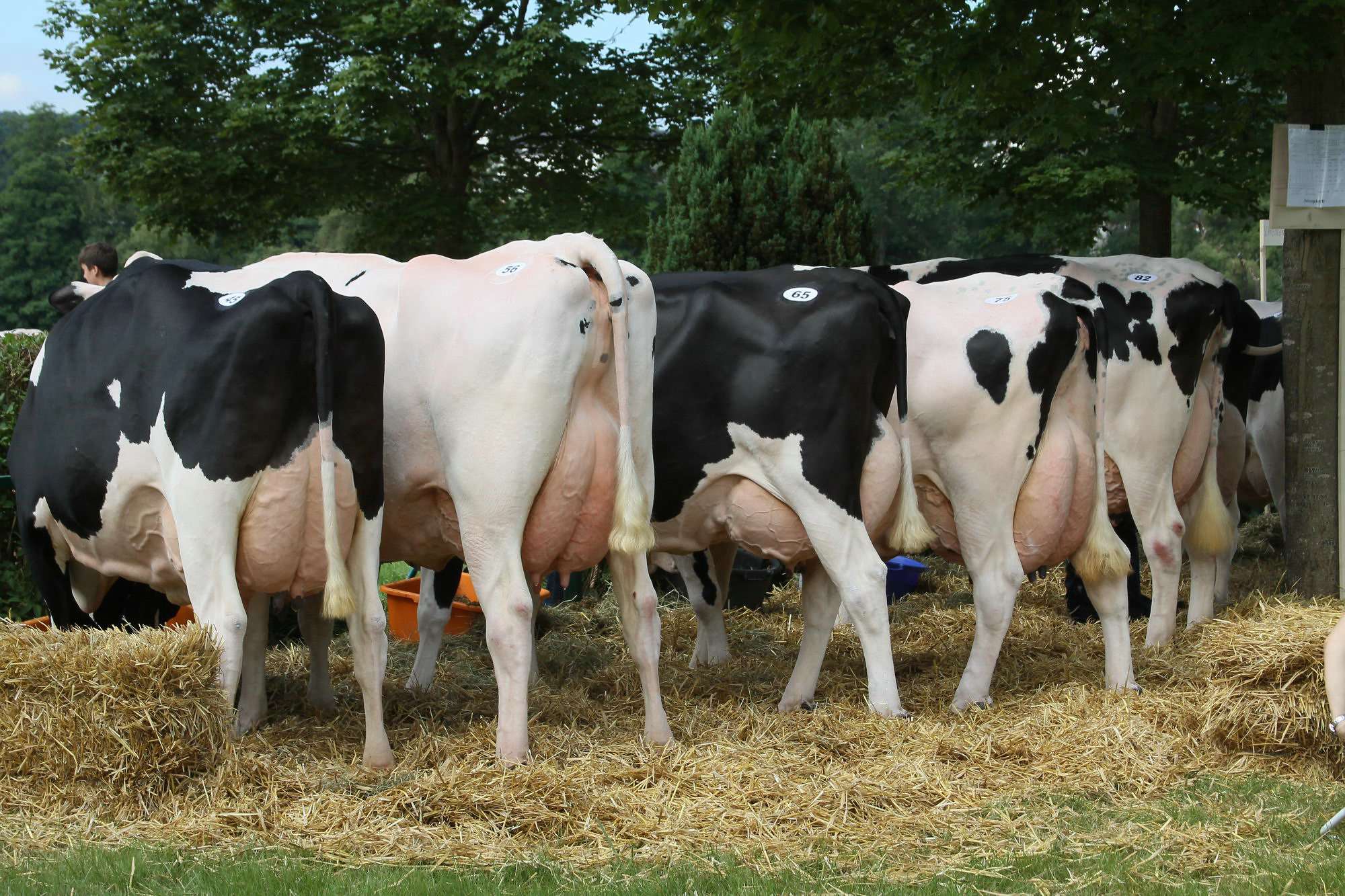 2016 07 17 webenheim kuehe 036