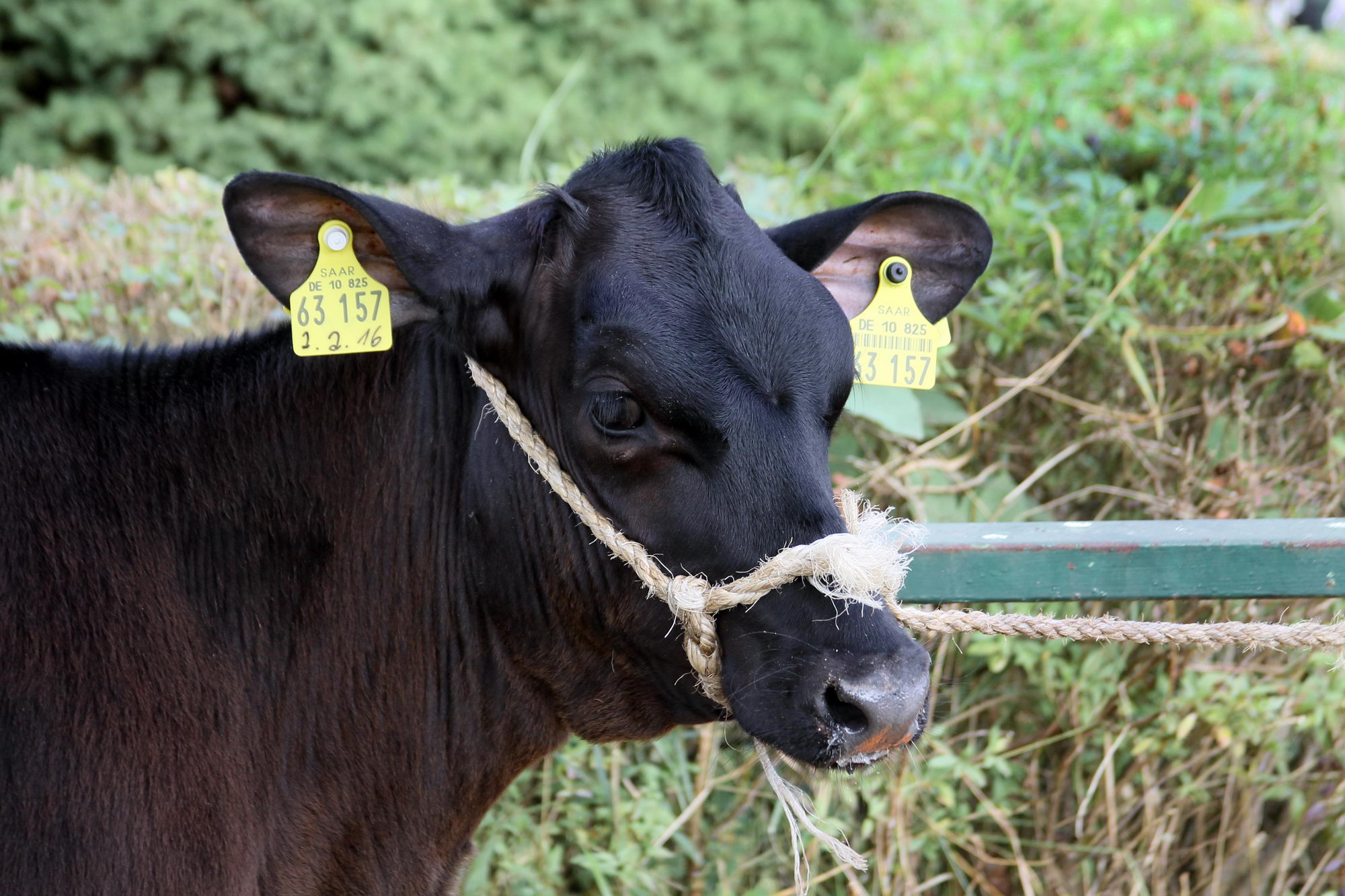 2016 07 17 webenheim kuehe 037
