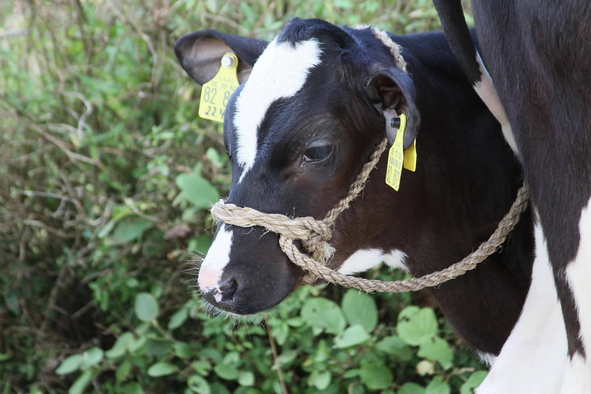 2016 07 17 webenheim kuehe 038