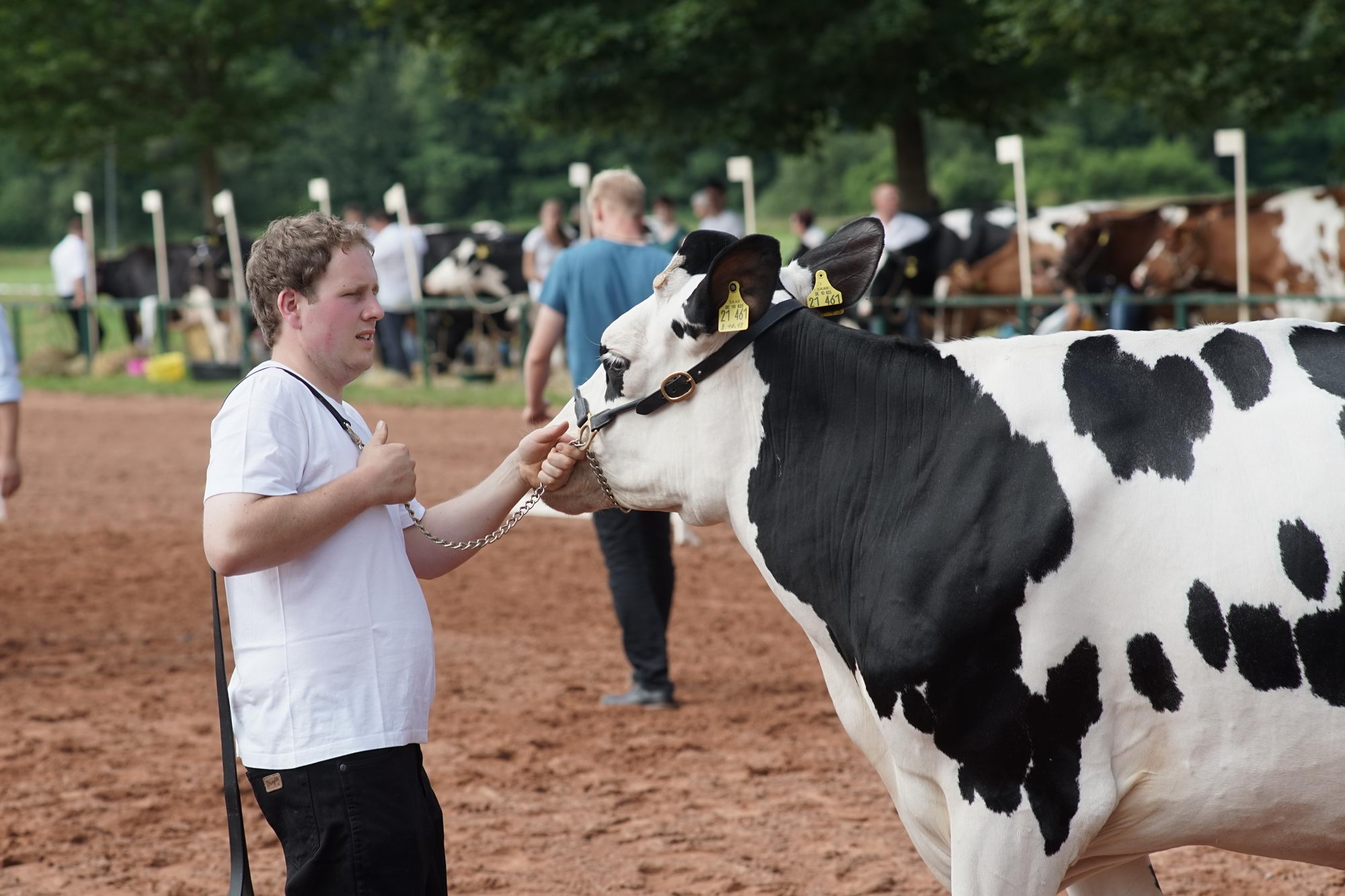 2016 07 17 webenheim kuehe 039