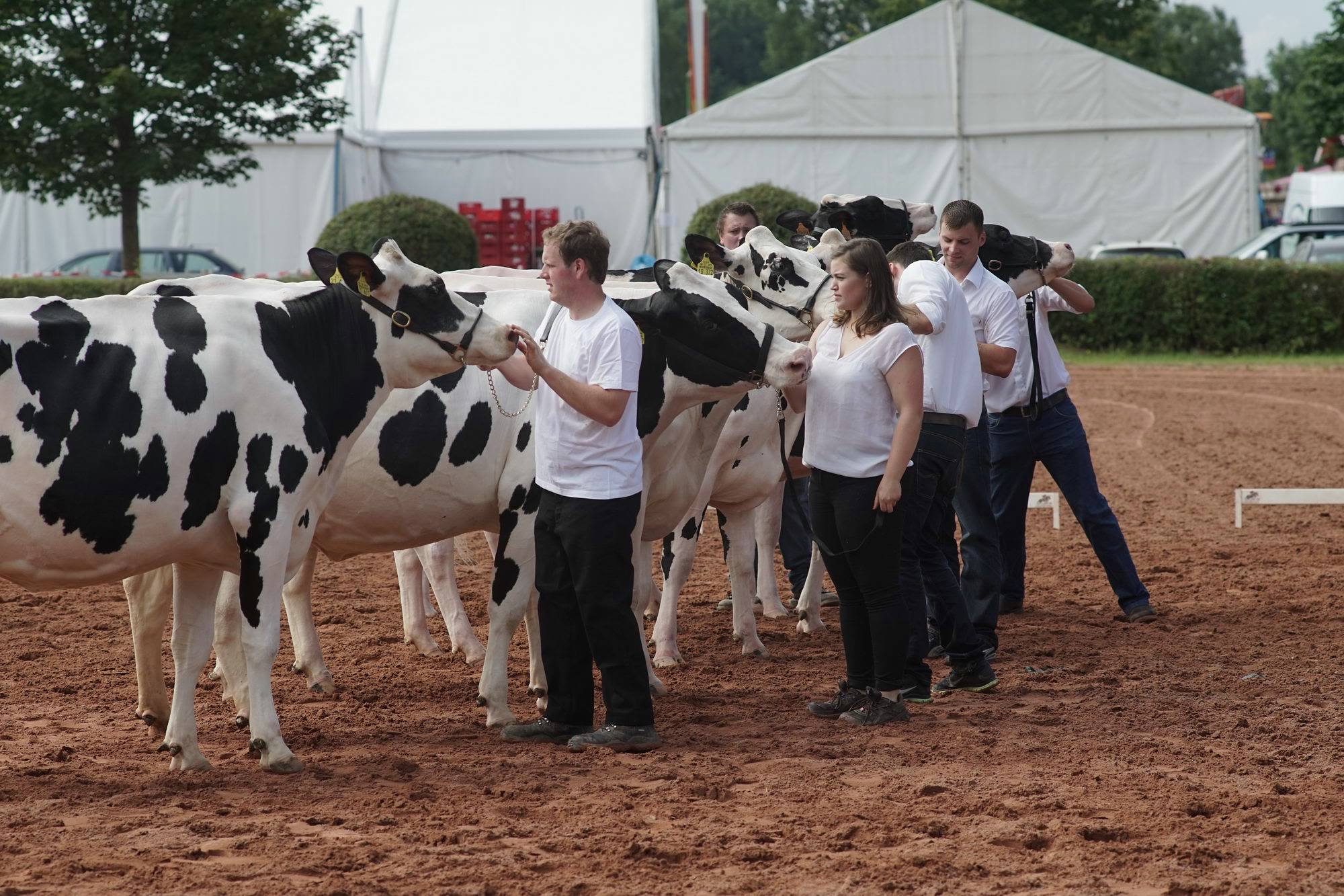 2016 07 17 webenheim kuehe 040