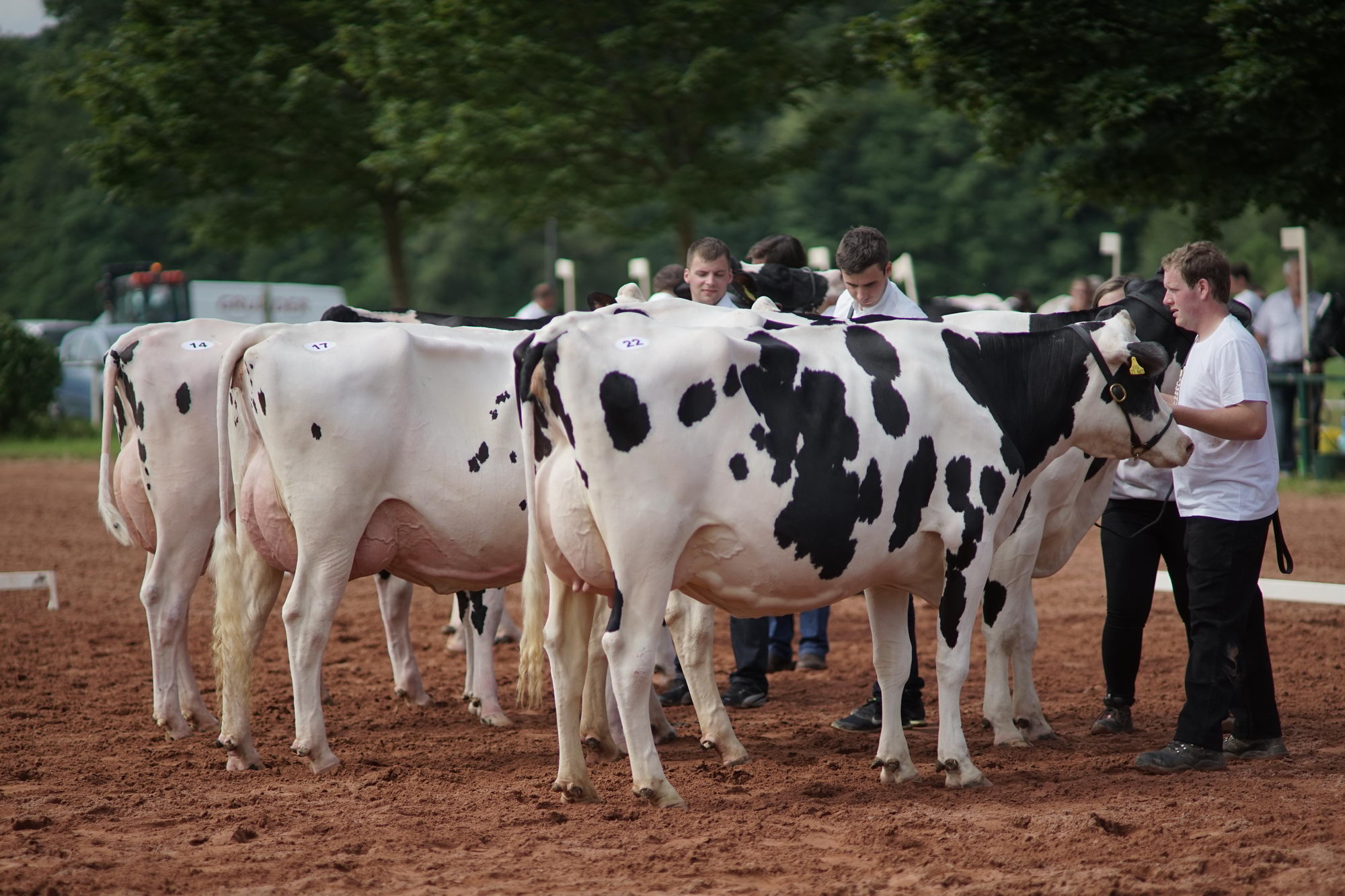 2016 07 17 webenheim kuehe 041