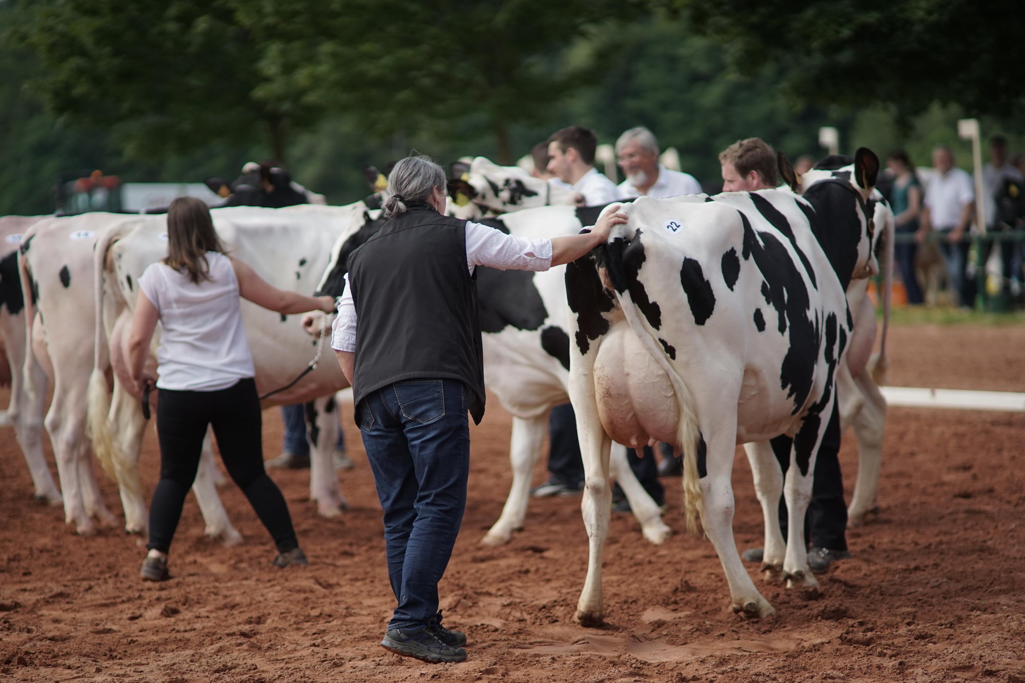 2016 07 17 webenheim kuehe 042