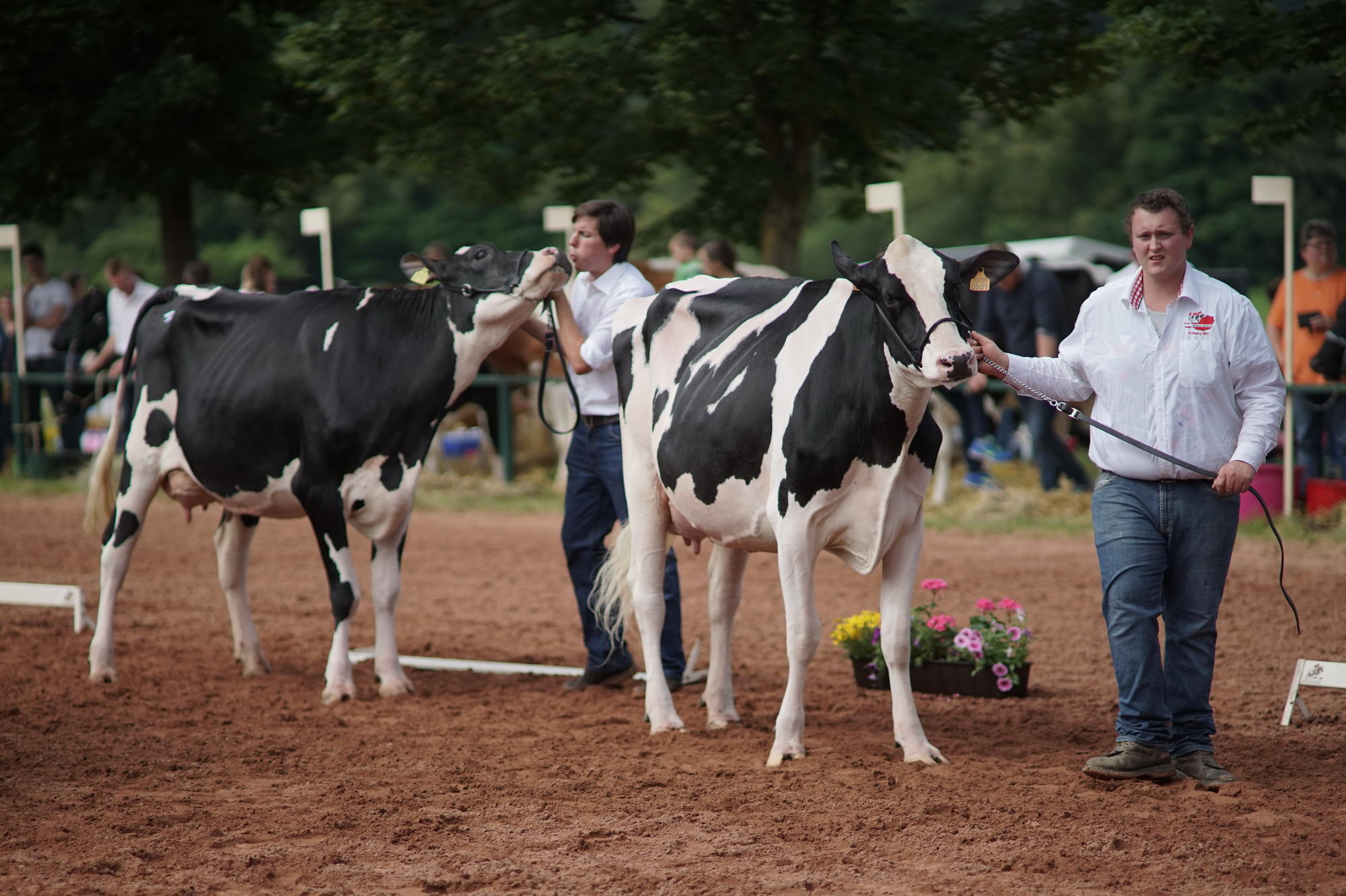 2016 07 17 webenheim kuehe 043