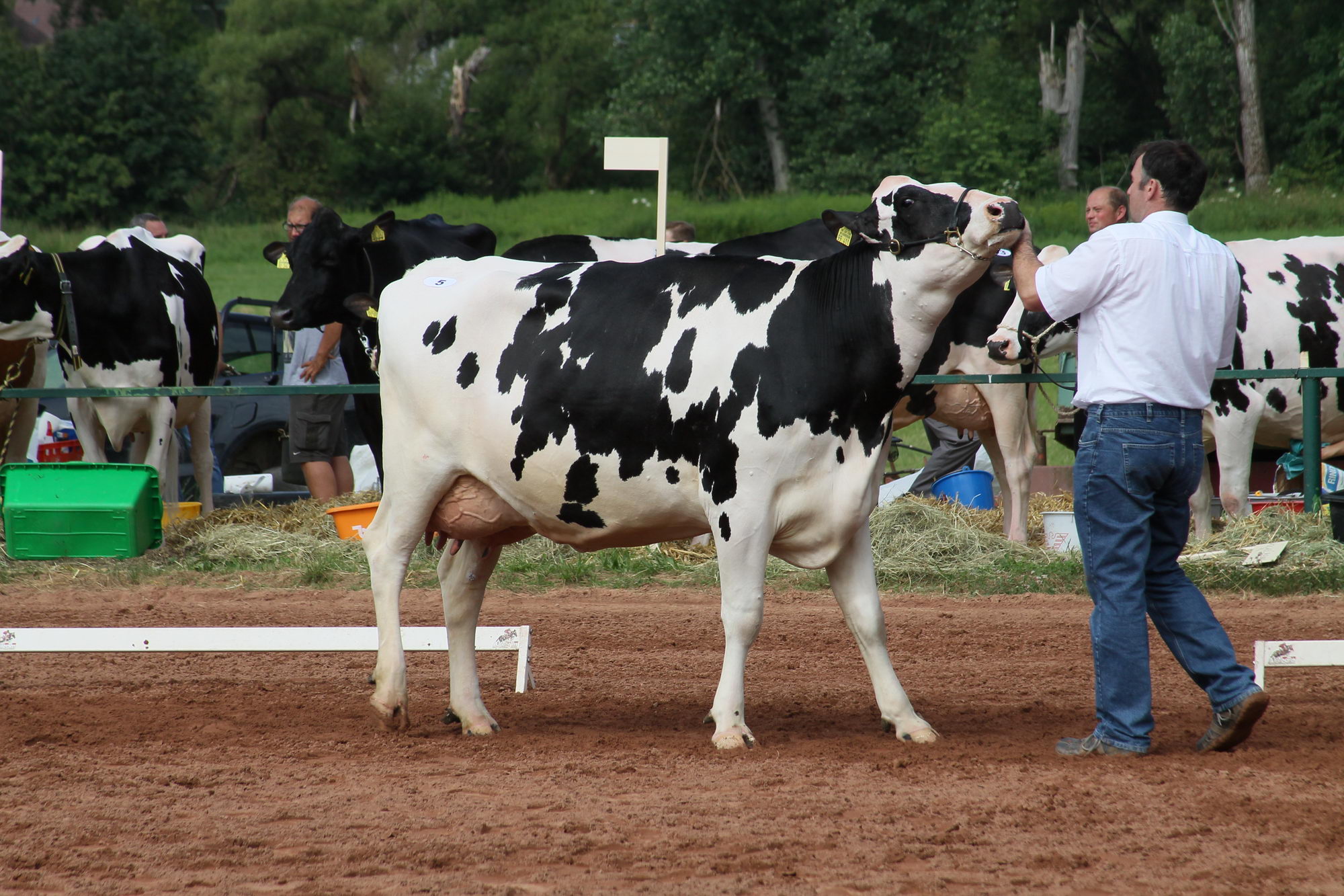 2016 07 17 webenheim kuehe 044