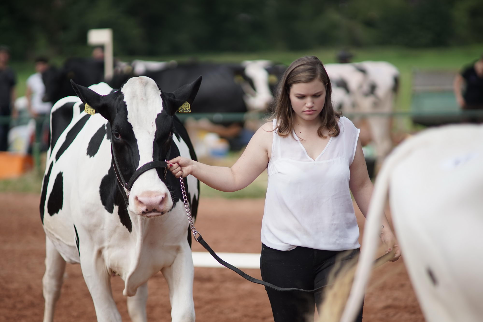 2016 07 17 webenheim kuehe 046