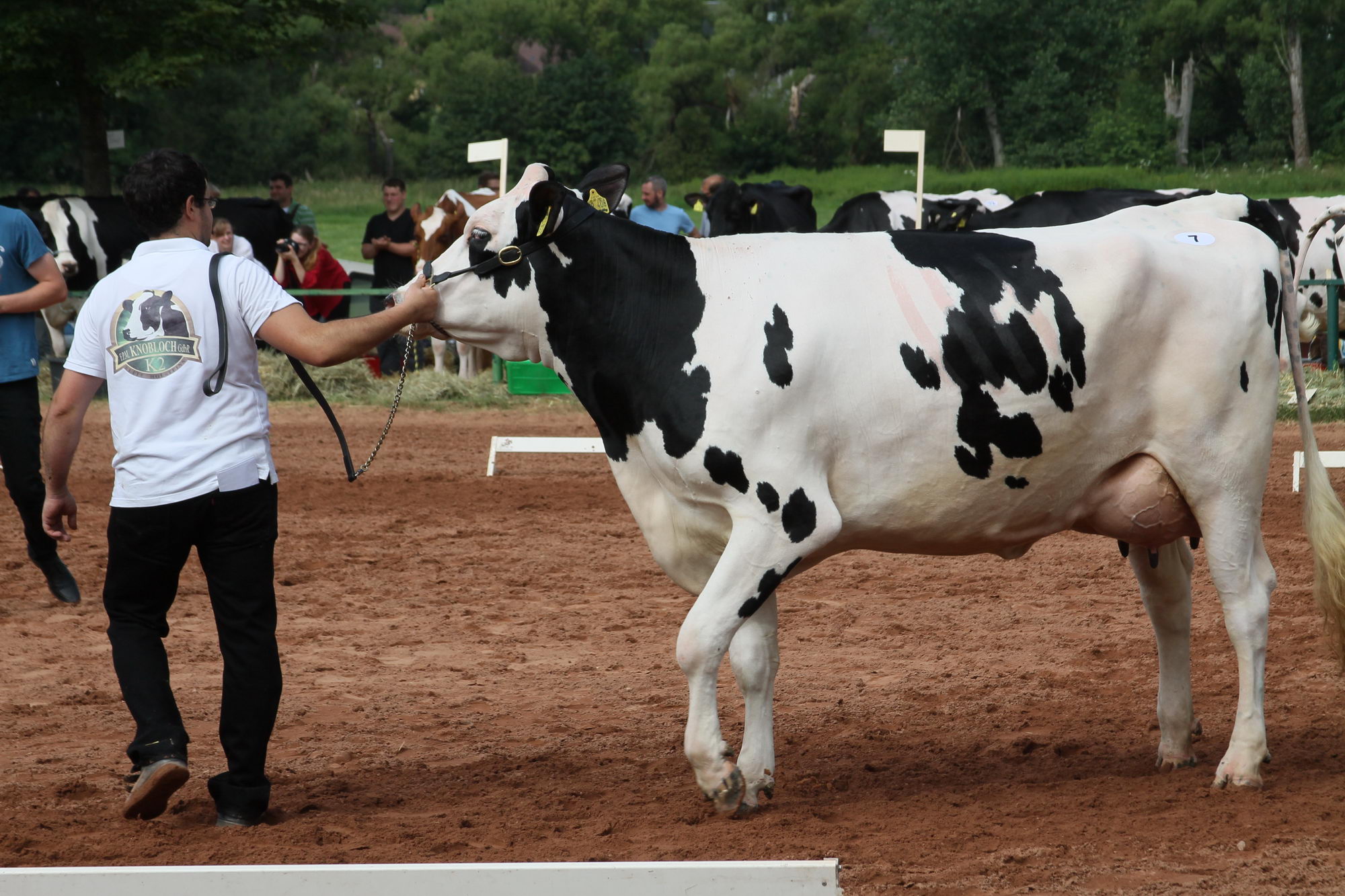 2016 07 17 webenheim kuehe 047