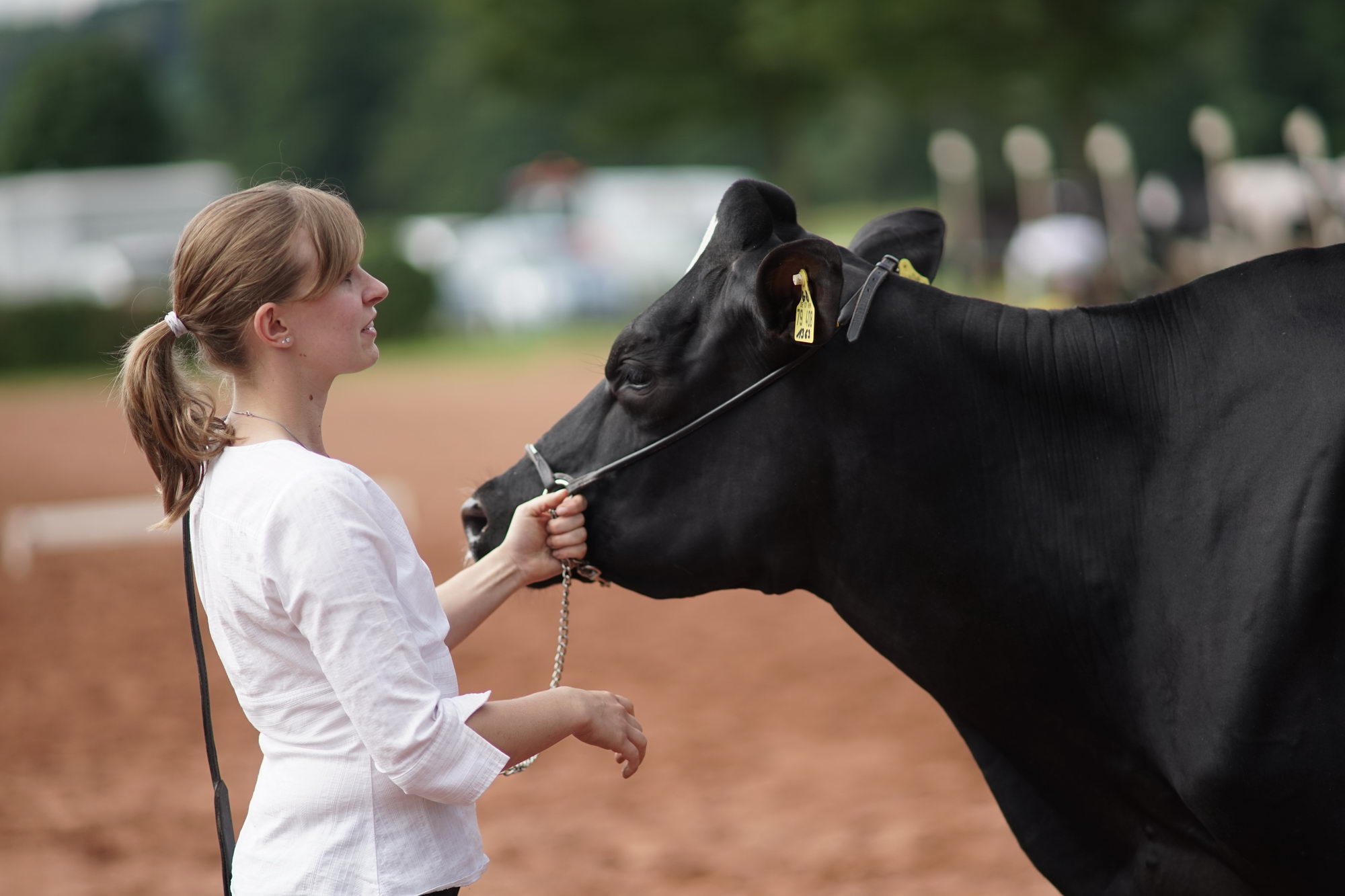 2016 07 17 webenheim kuehe 048