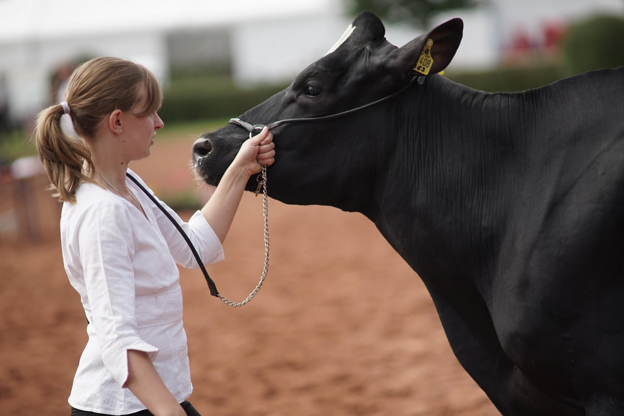 2016 07 17 webenheim kuehe 049