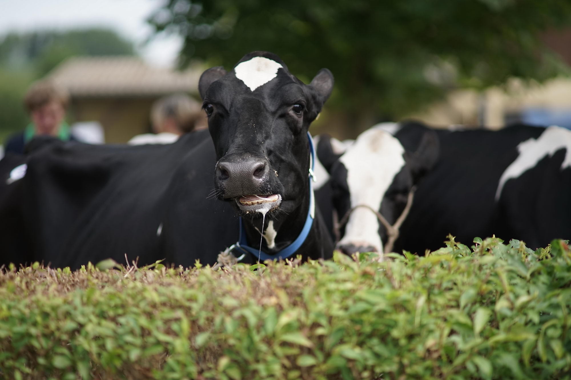 2016 07 17 webenheim kuehe 050