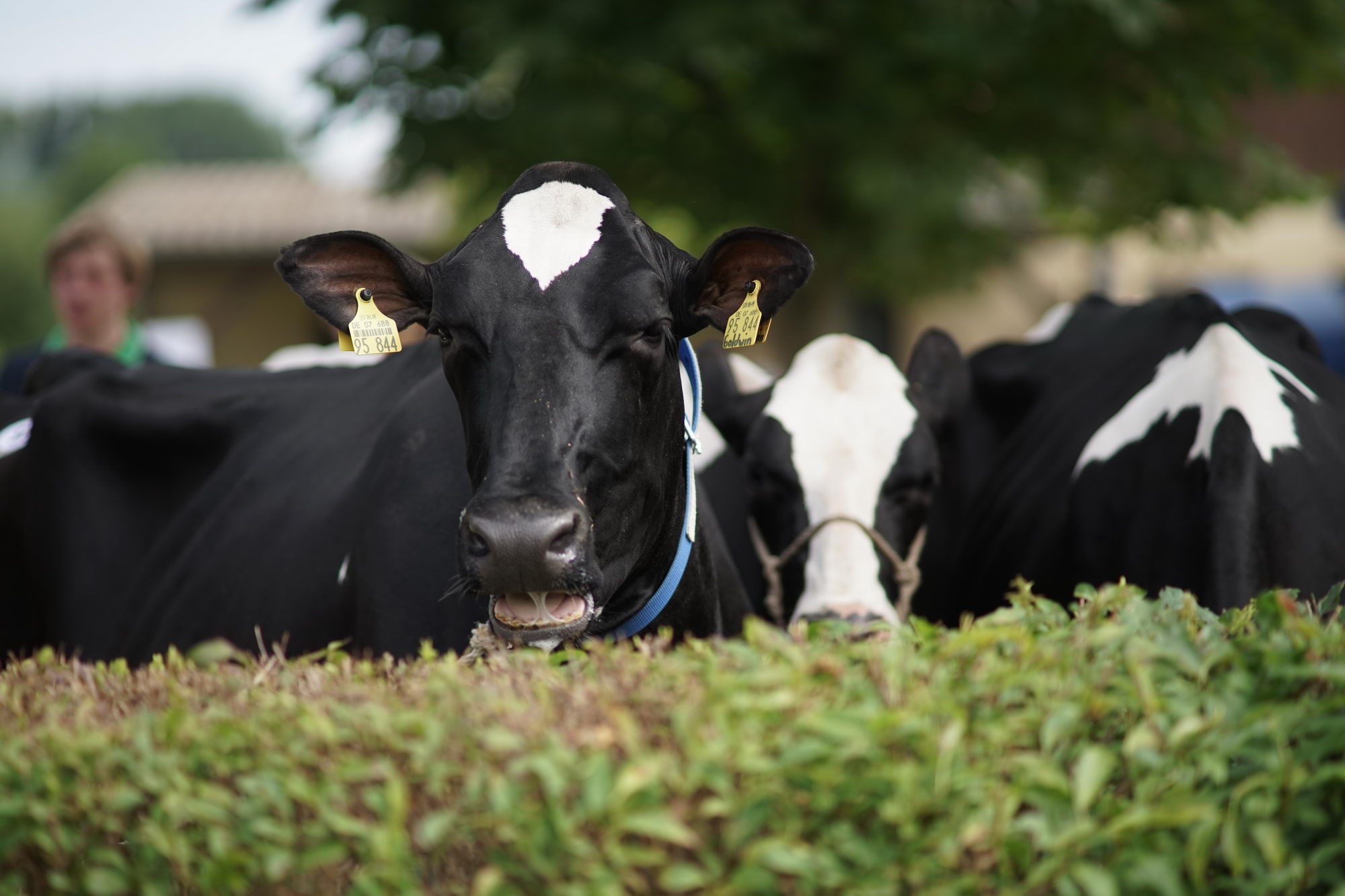 2016 07 17 webenheim kuehe 051