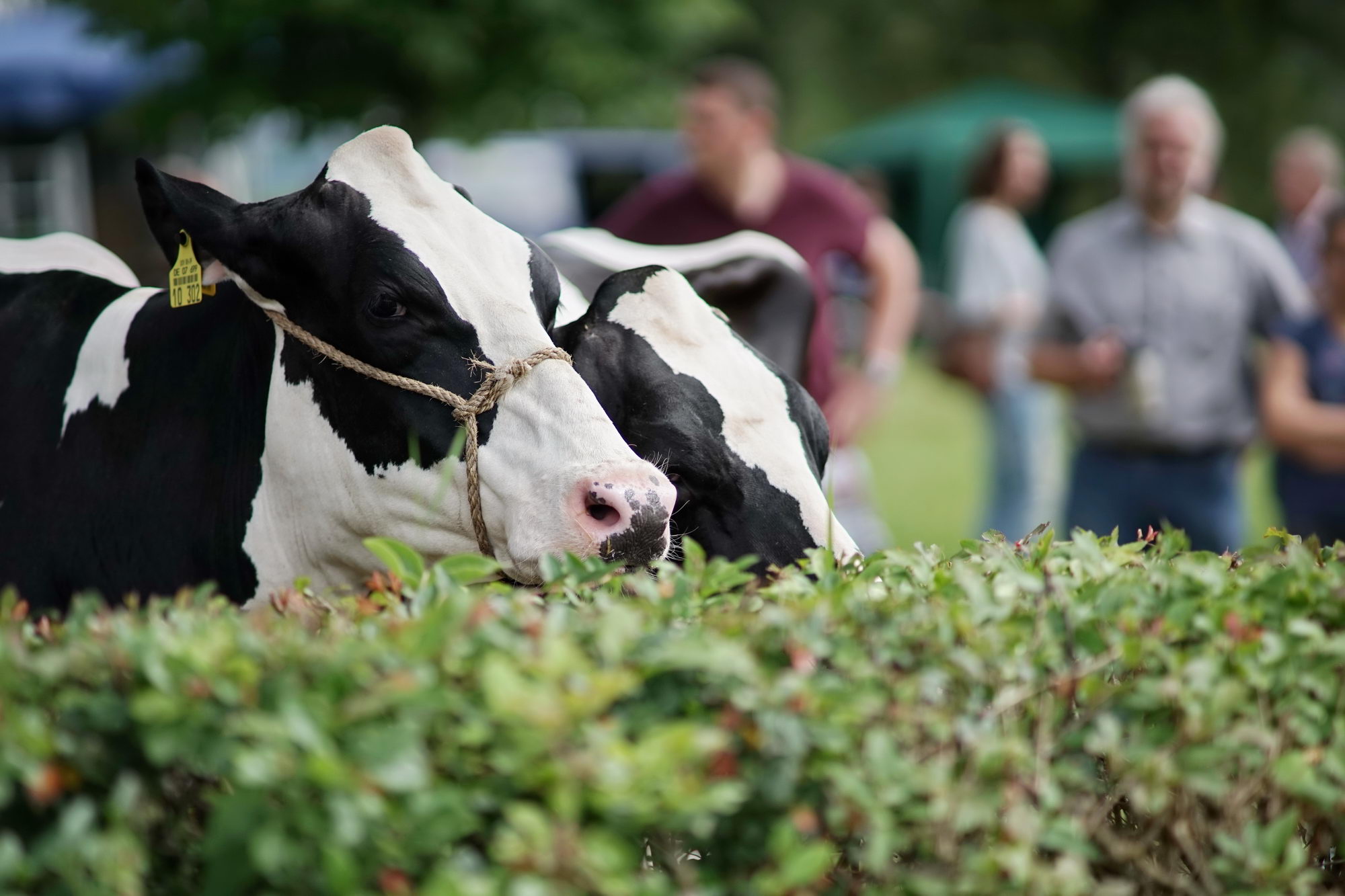 2016 07 17 webenheim kuehe 052