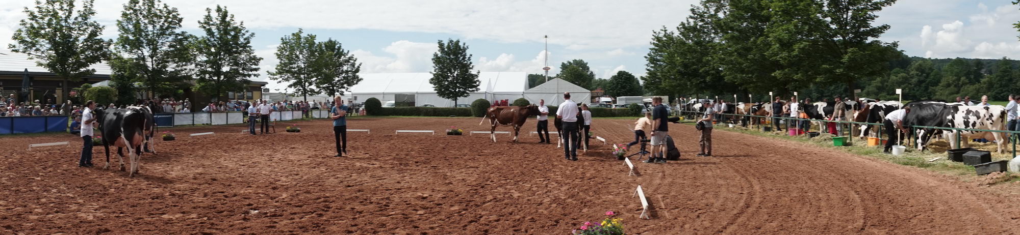 2016 07 17 webenheim kuehe 053