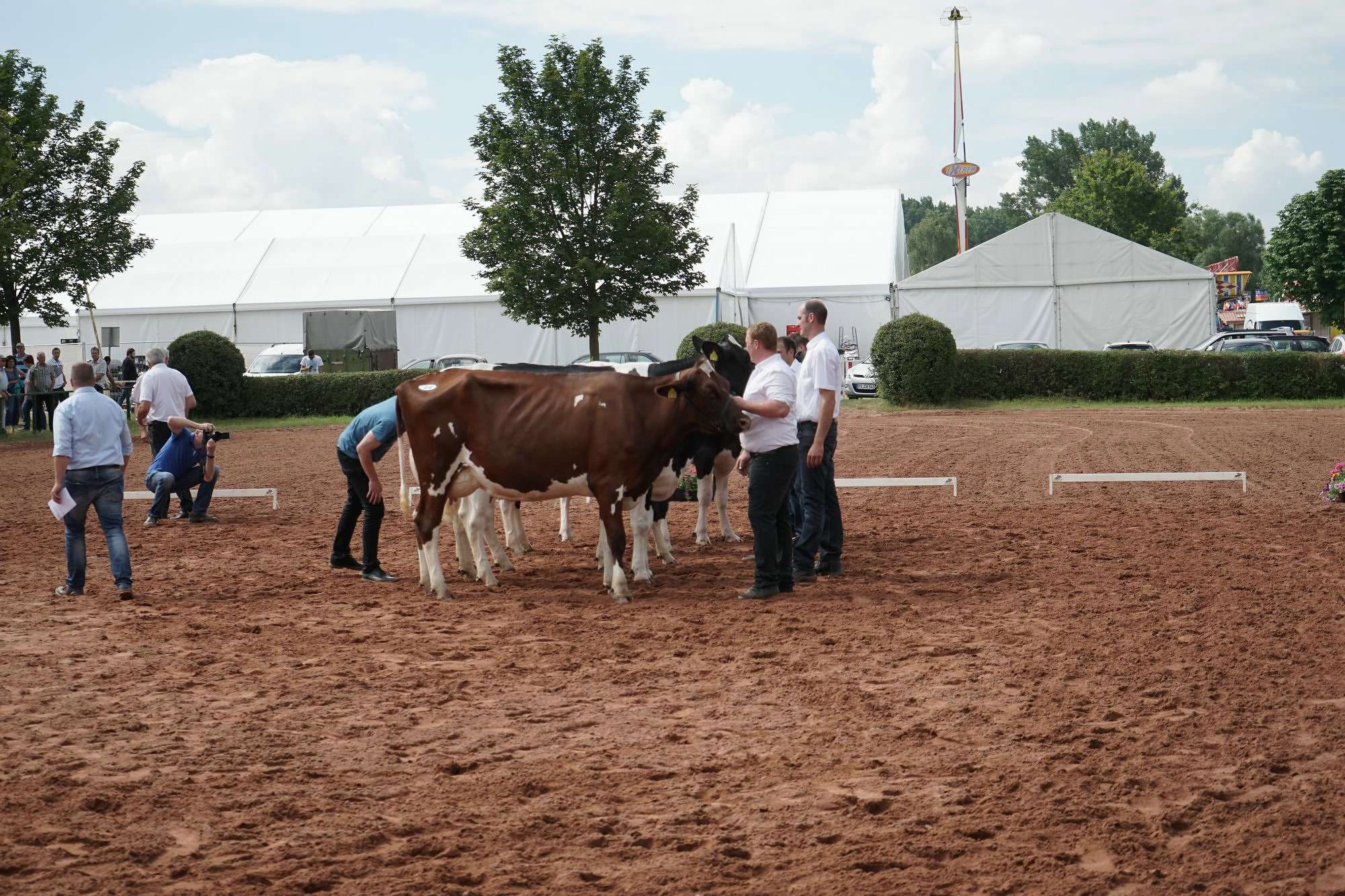 2016 07 17 webenheim kuehe 054
