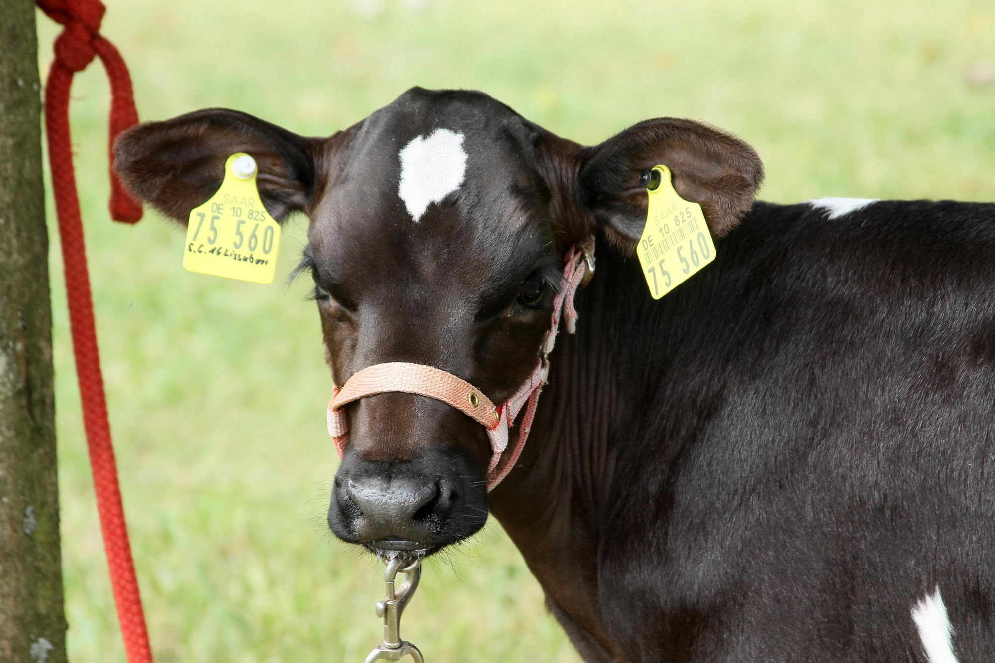 2016 07 17 webenheim kuehe 055