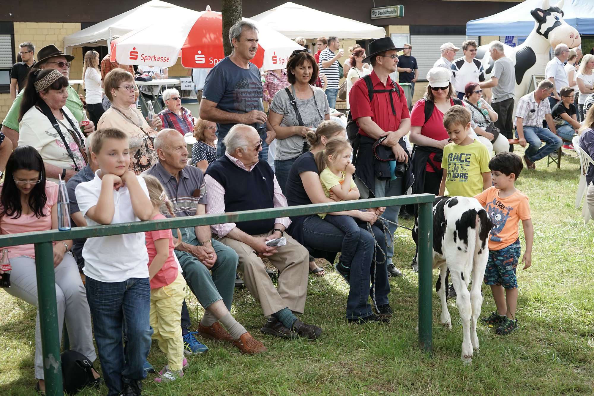 2016 07 17 webenheim kuehe 056