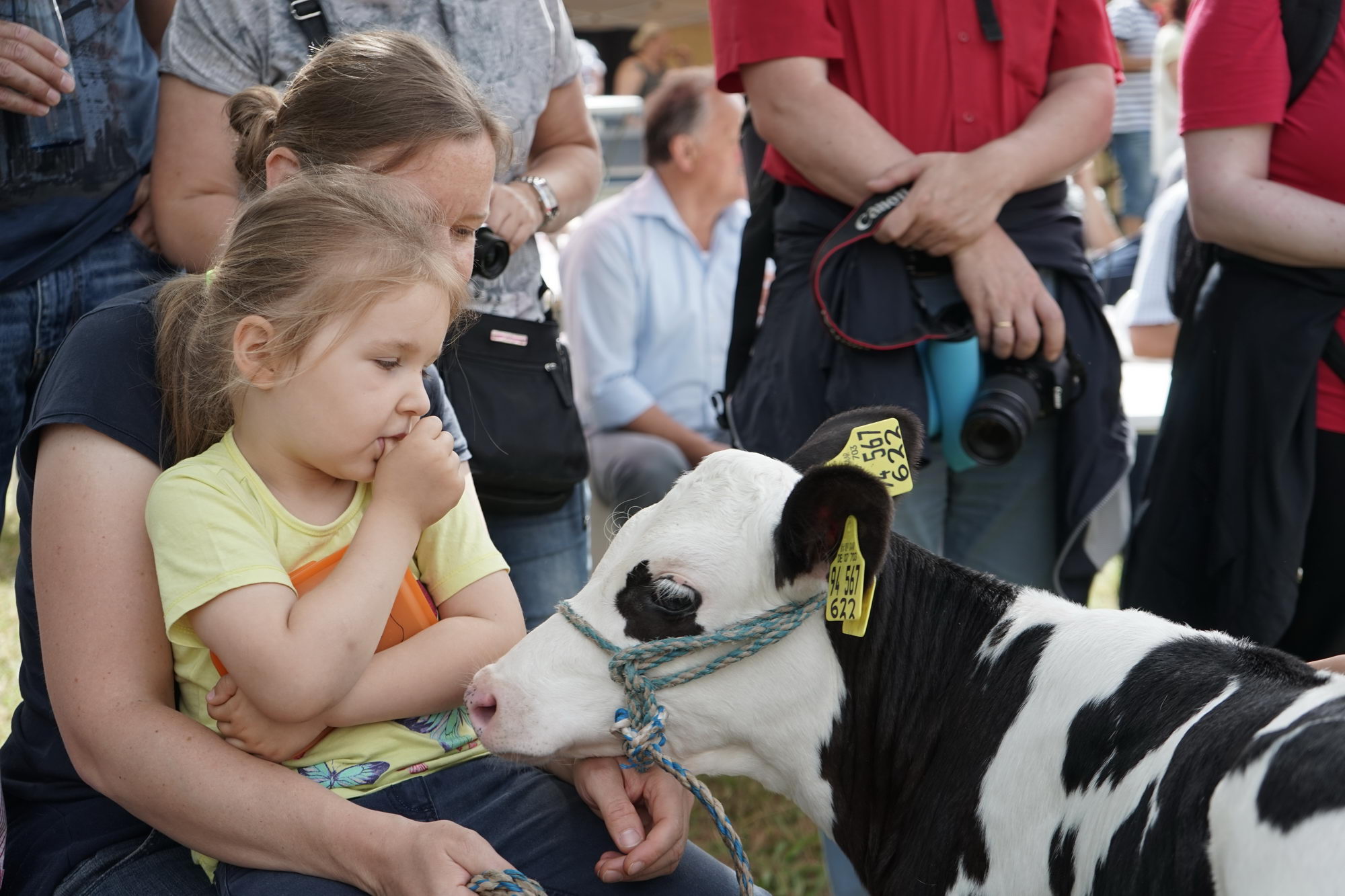 2016 07 17 webenheim kuehe 057