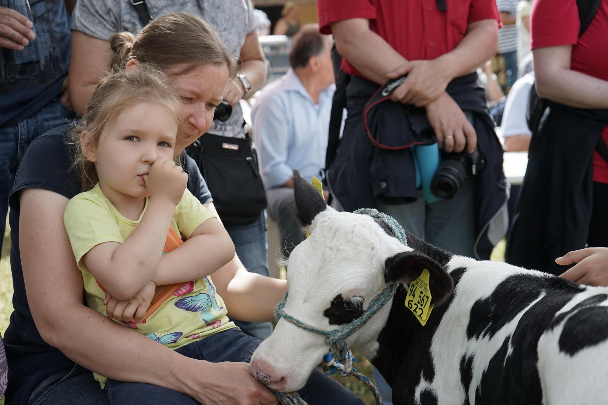 2016 07 17 webenheim kuehe 058