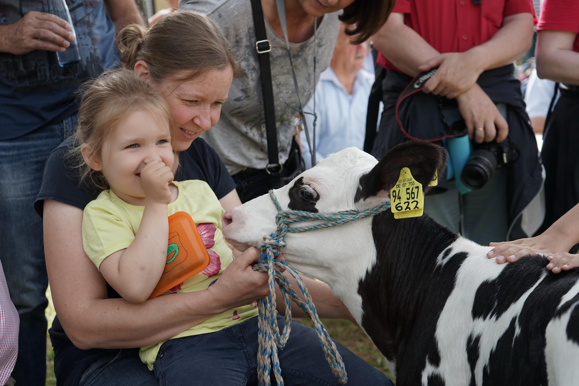 2016 07 17 webenheim kuehe 059