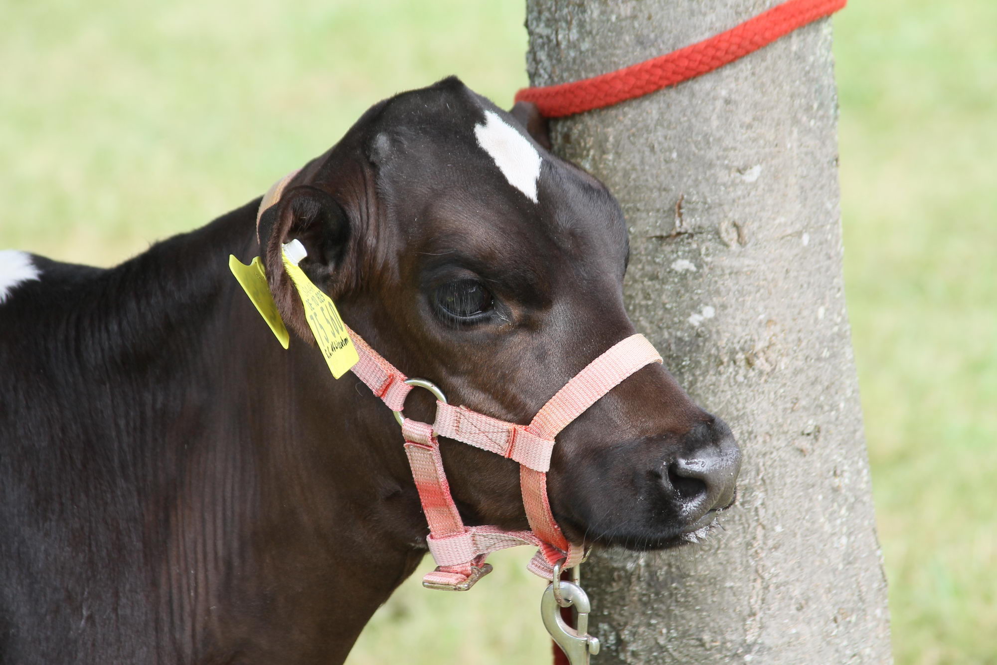 2016 07 17 webenheim kuehe 060