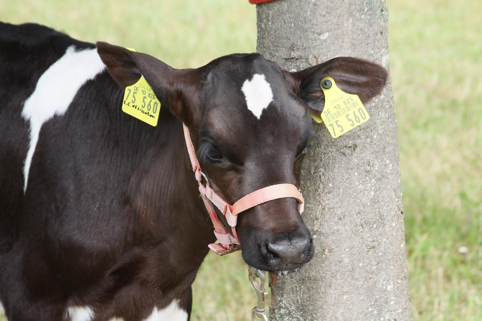 2016 07 17 webenheim kuehe 061