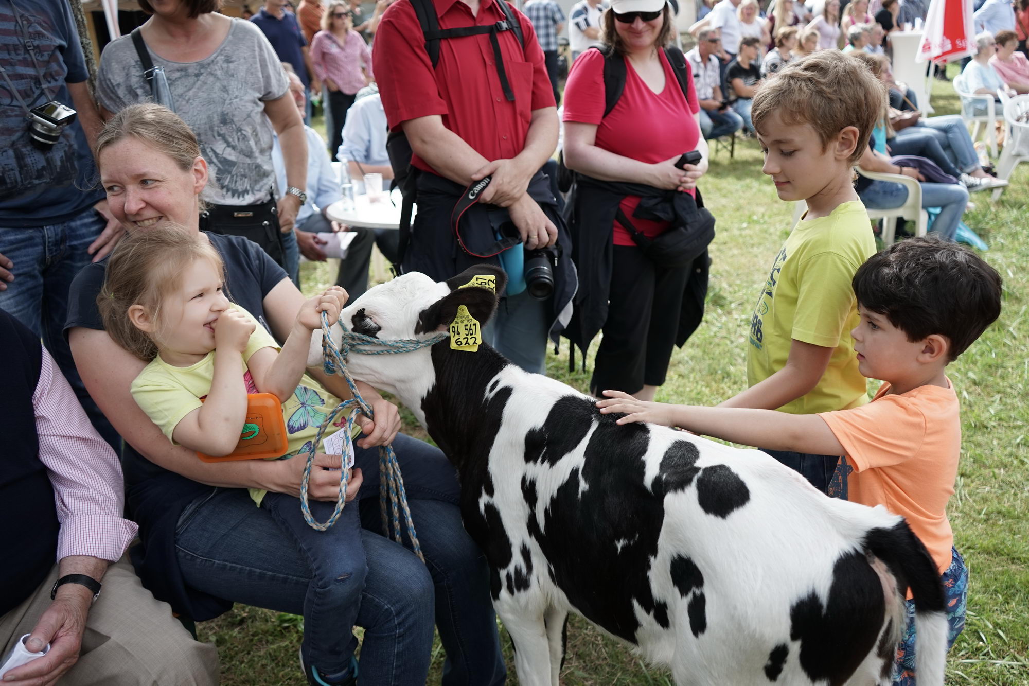 2016 07 17 webenheim kuehe 062