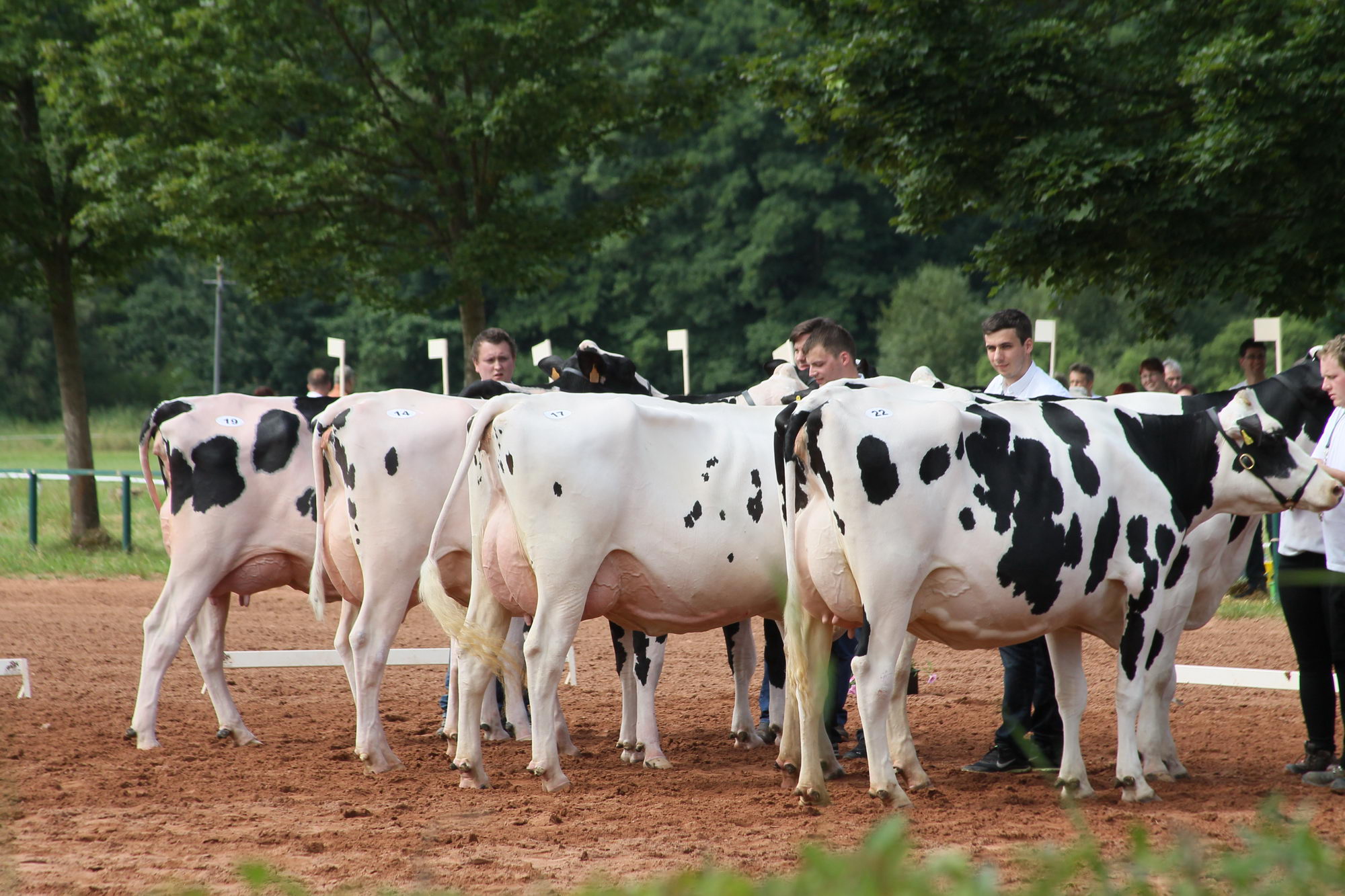 2016 07 17 webenheim kuehe 063