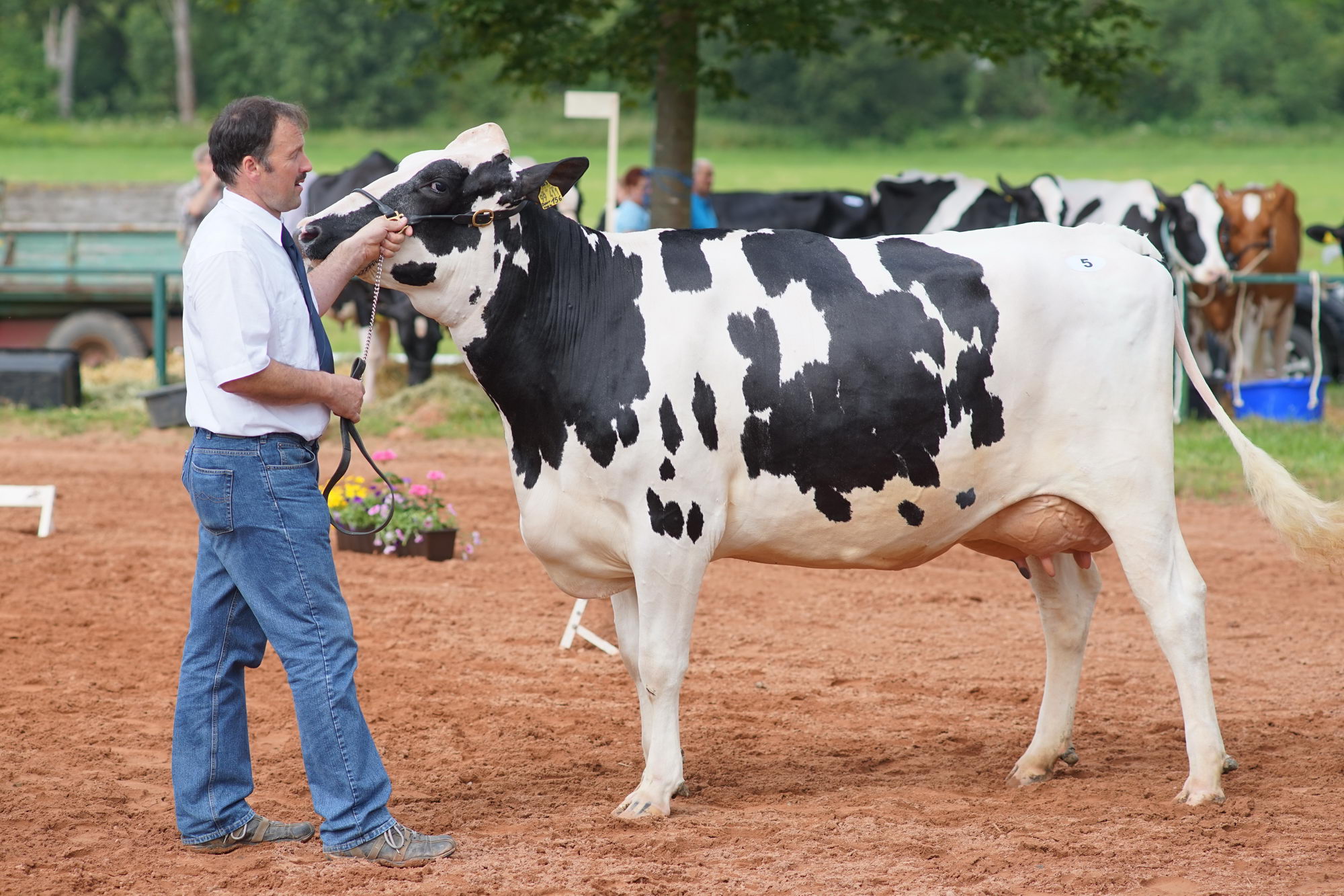 2016 07 17 webenheim kuehe 065