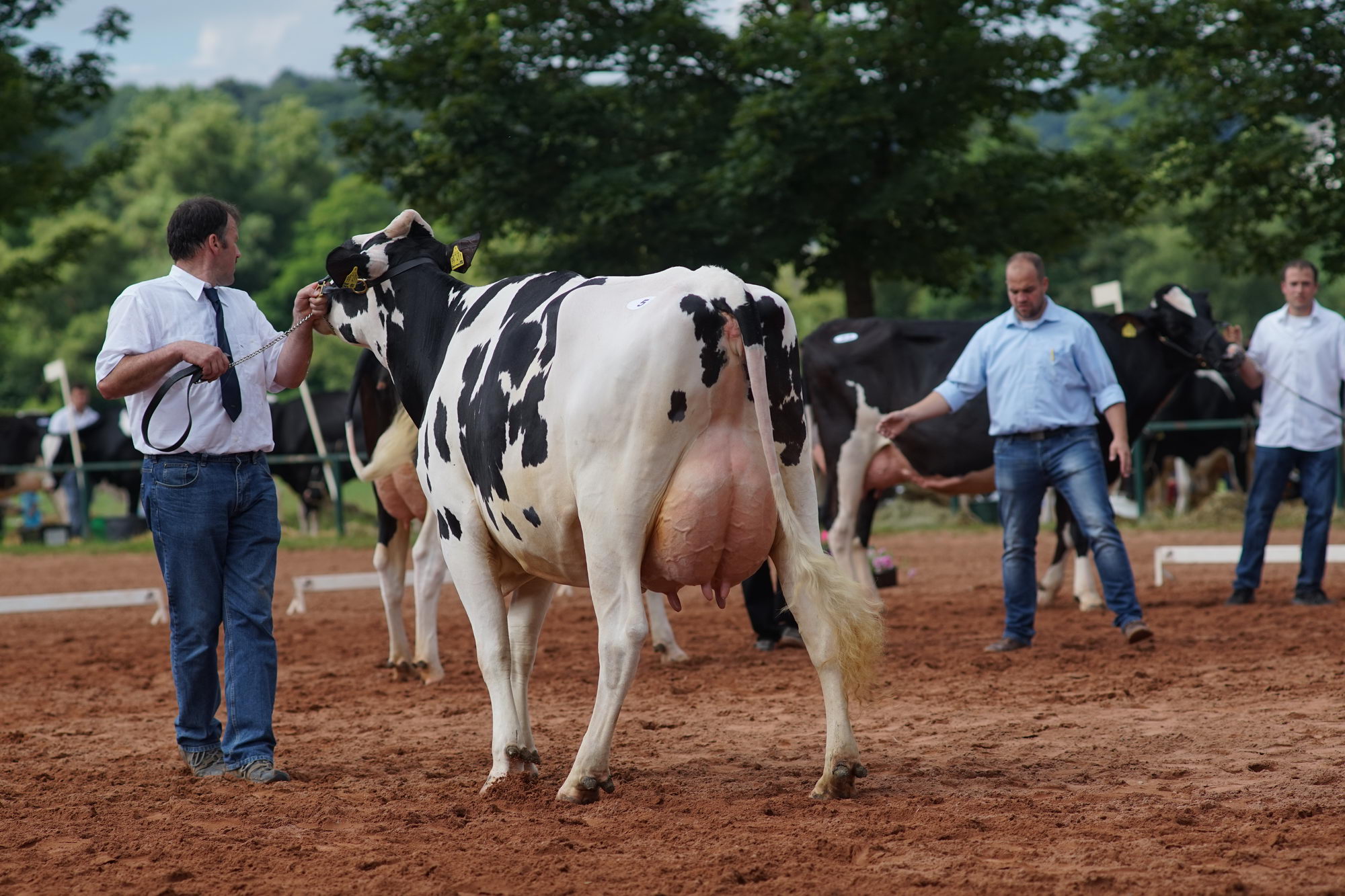 2016 07 17 webenheim kuehe 066
