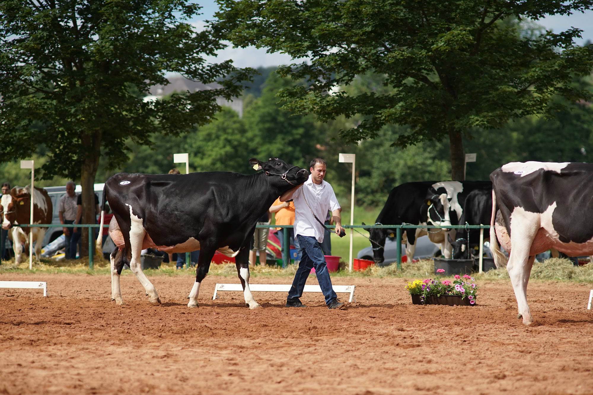 2016 07 17 webenheim kuehe 067