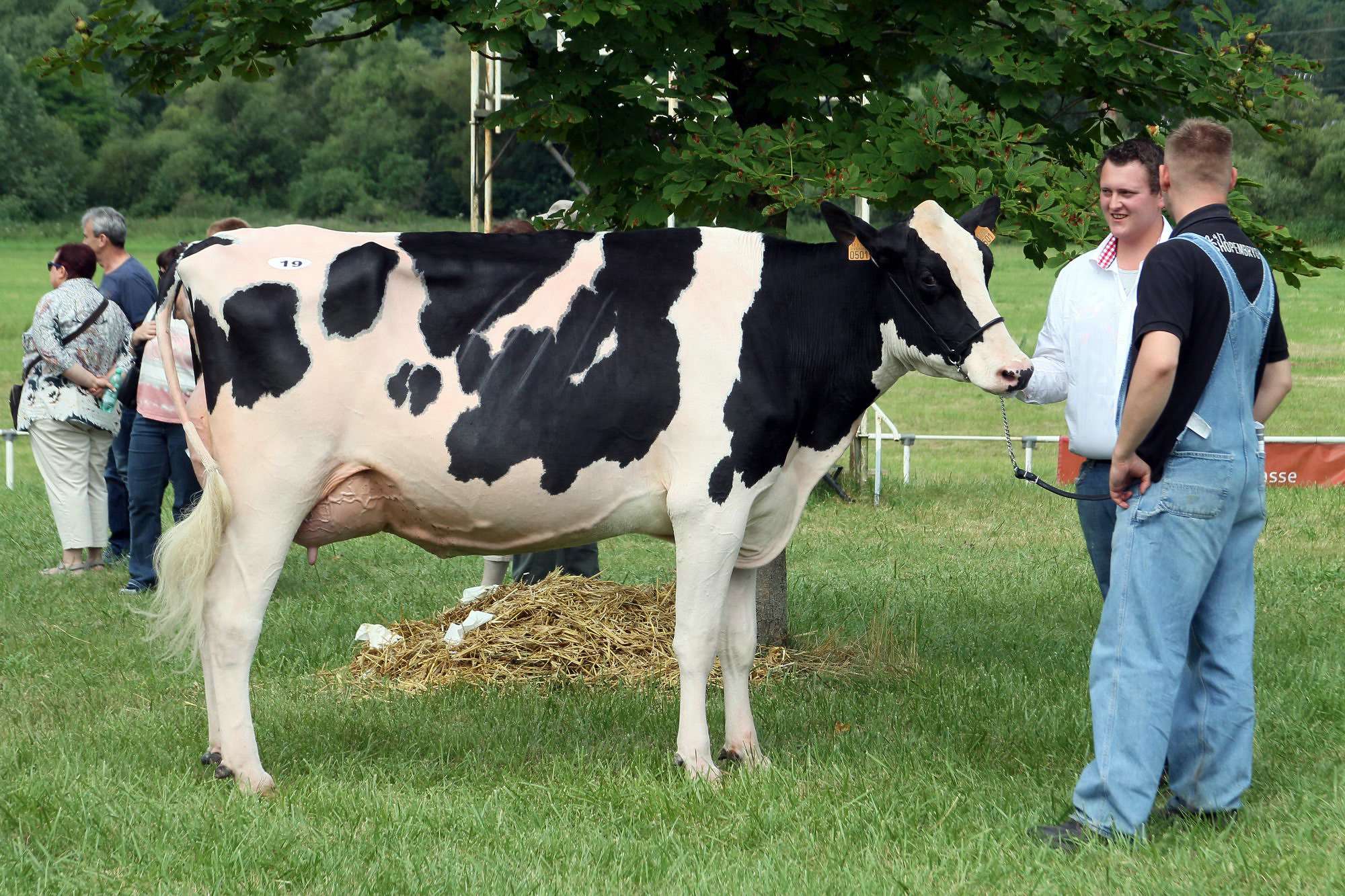 2016 07 17 webenheim kuehe 068