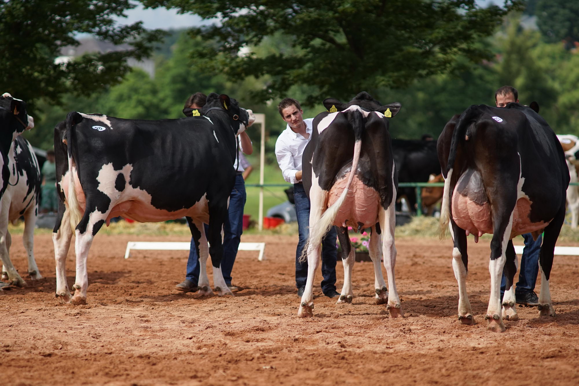 2016 07 17 webenheim kuehe 069