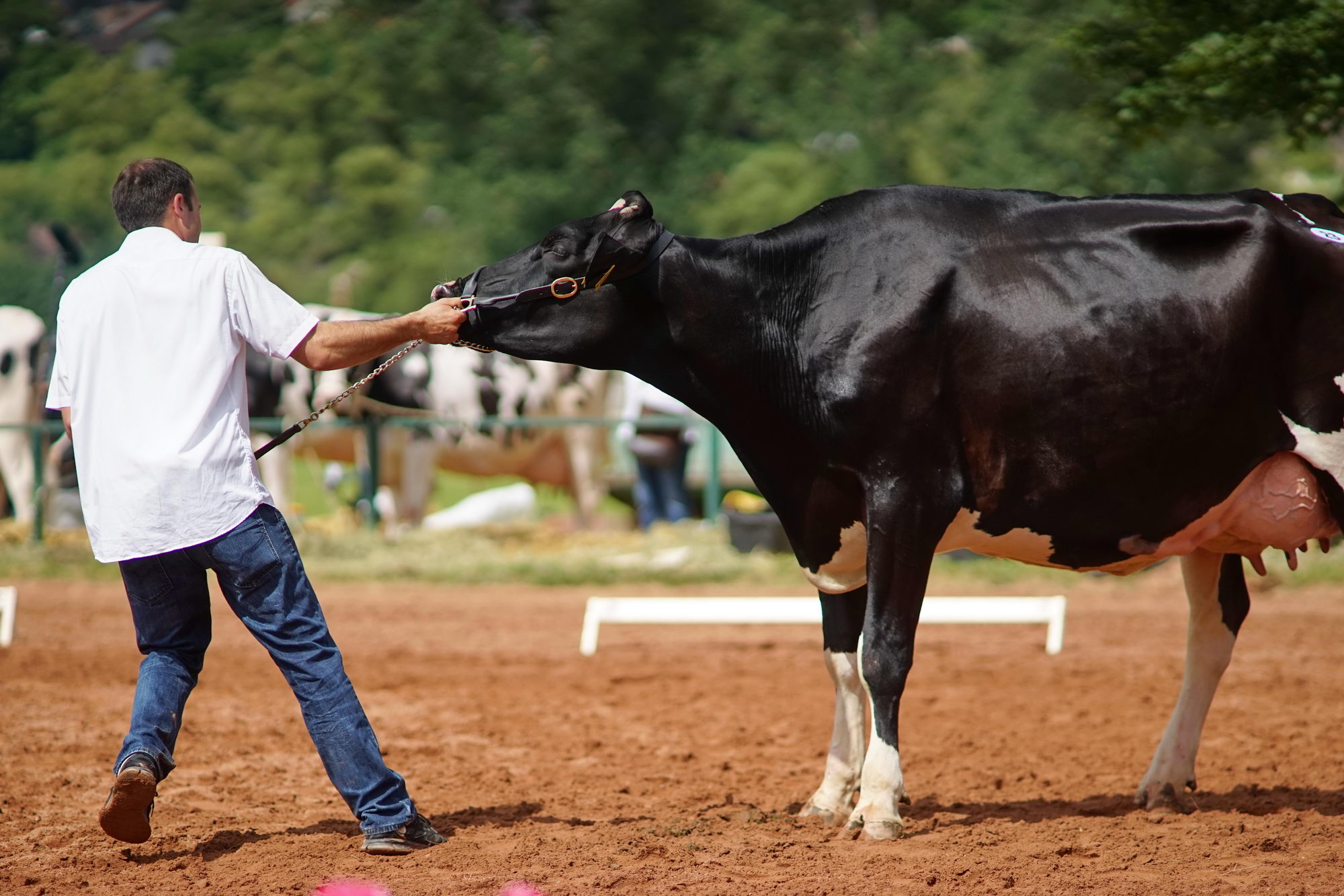 2016 07 17 webenheim kuehe 070