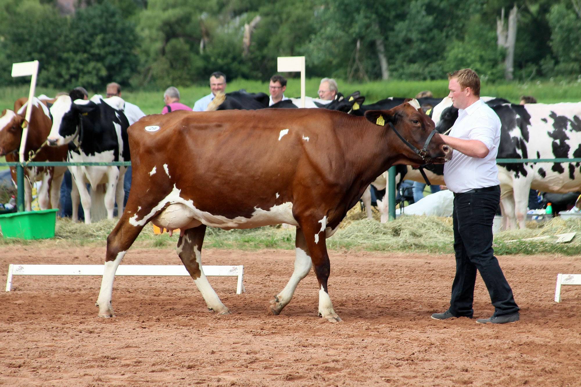 2016 07 17 webenheim kuehe 071