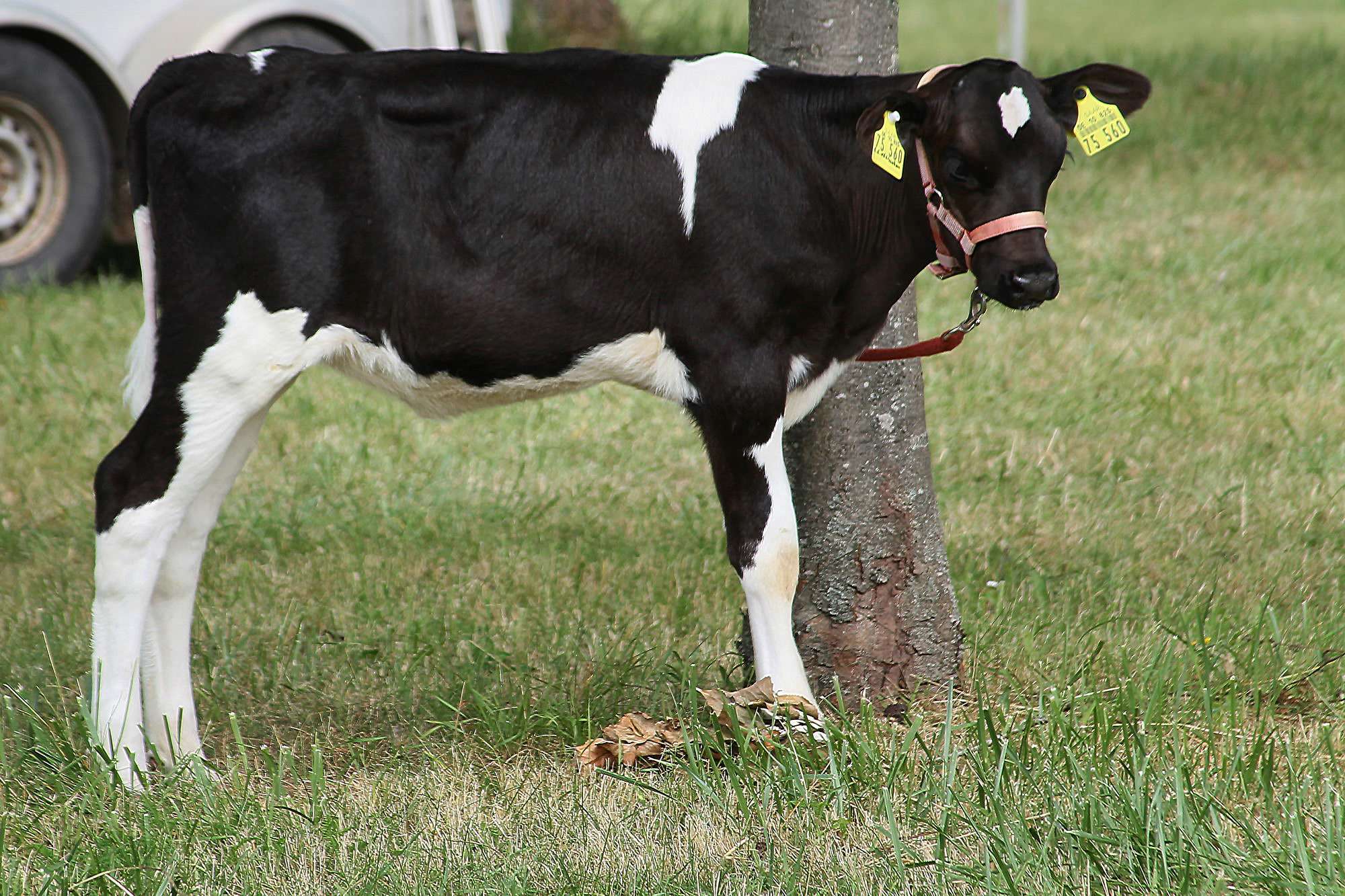 2016 07 17 webenheim kuehe 072