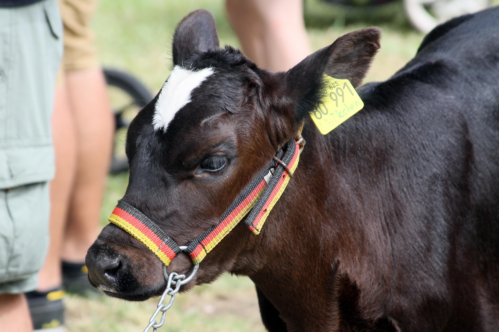 2016 07 17 webenheim kuehe 073