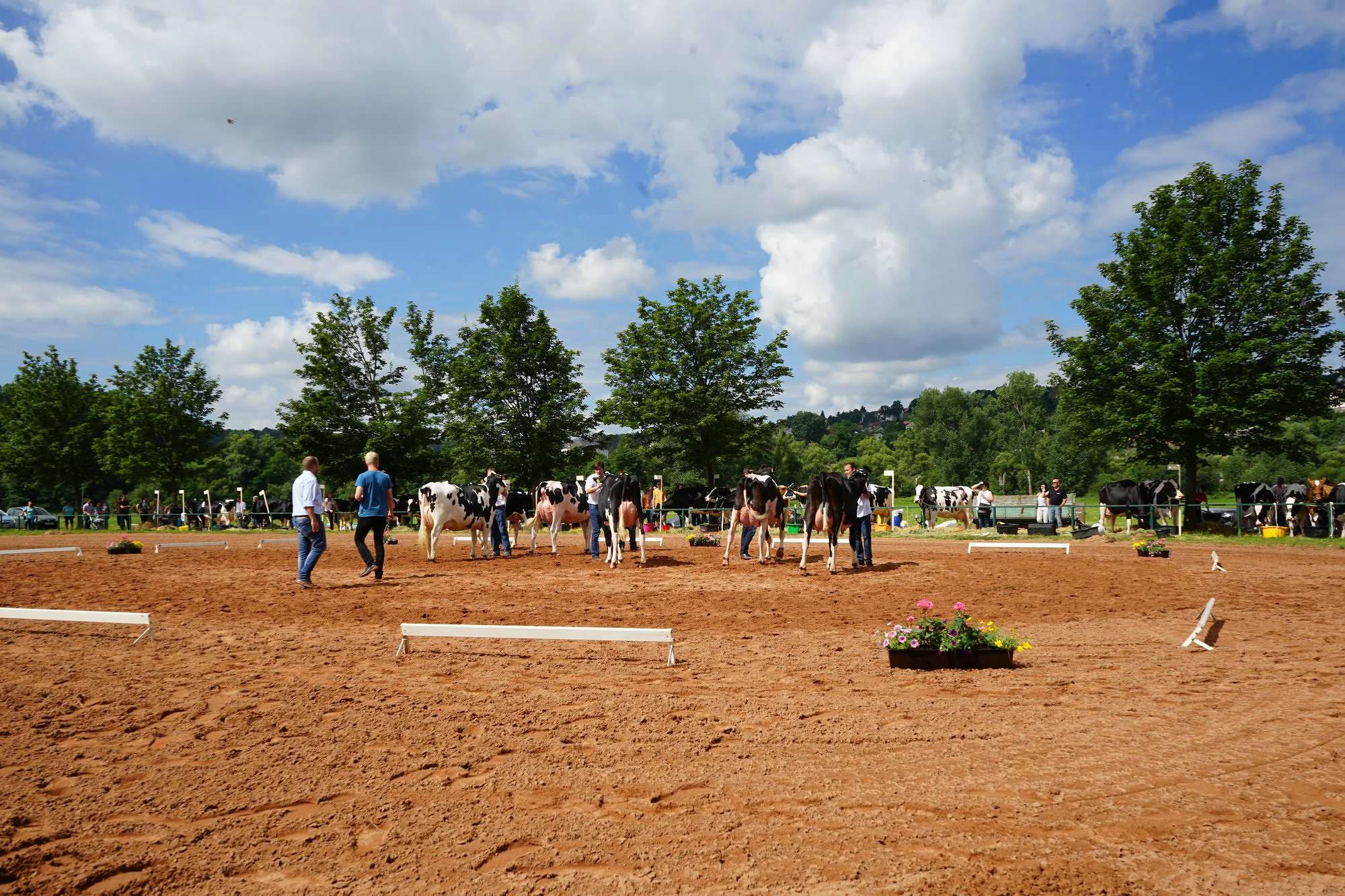 2016 07 17 webenheim kuehe 074