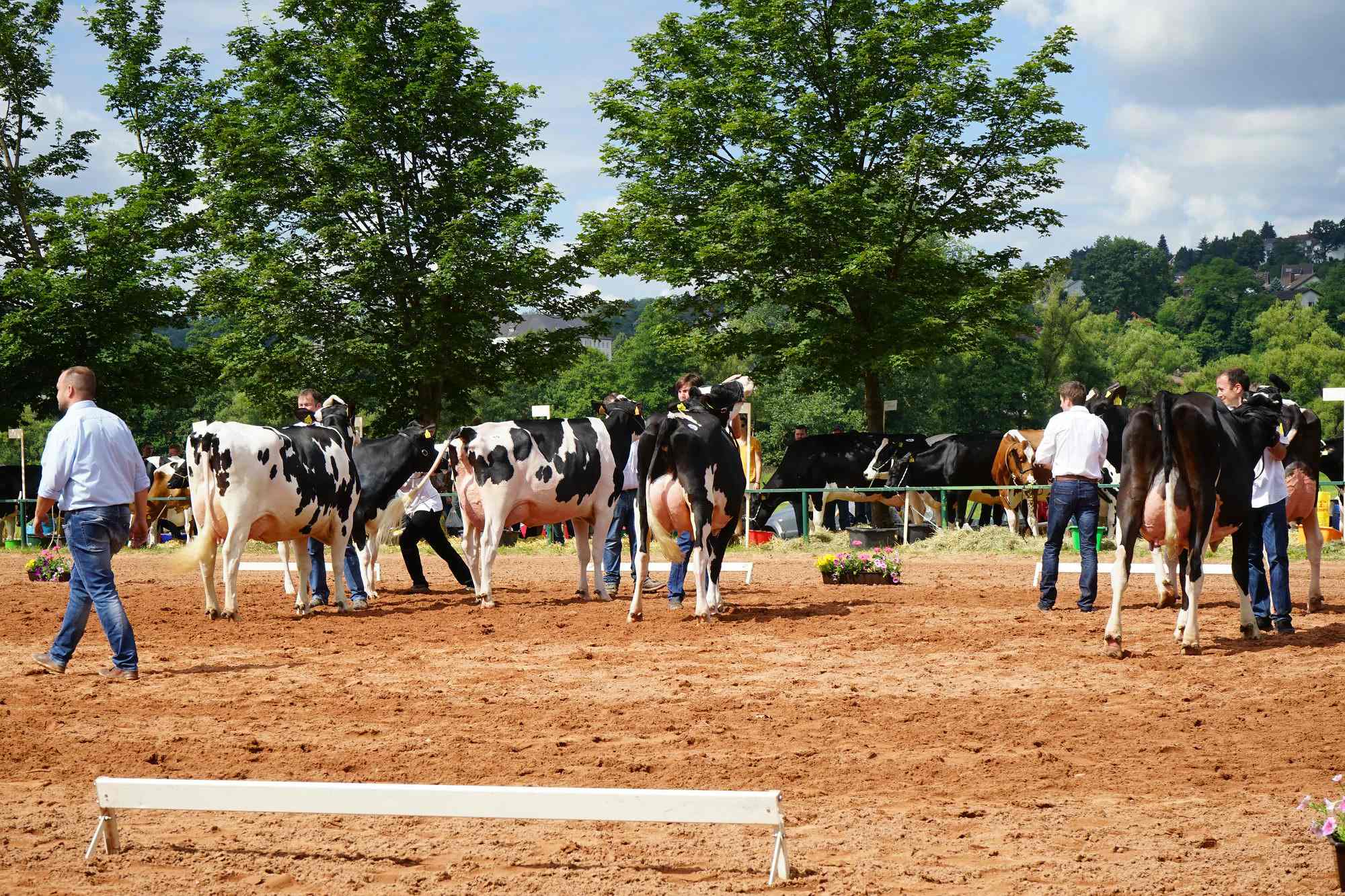 2016 07 17 webenheim kuehe 075