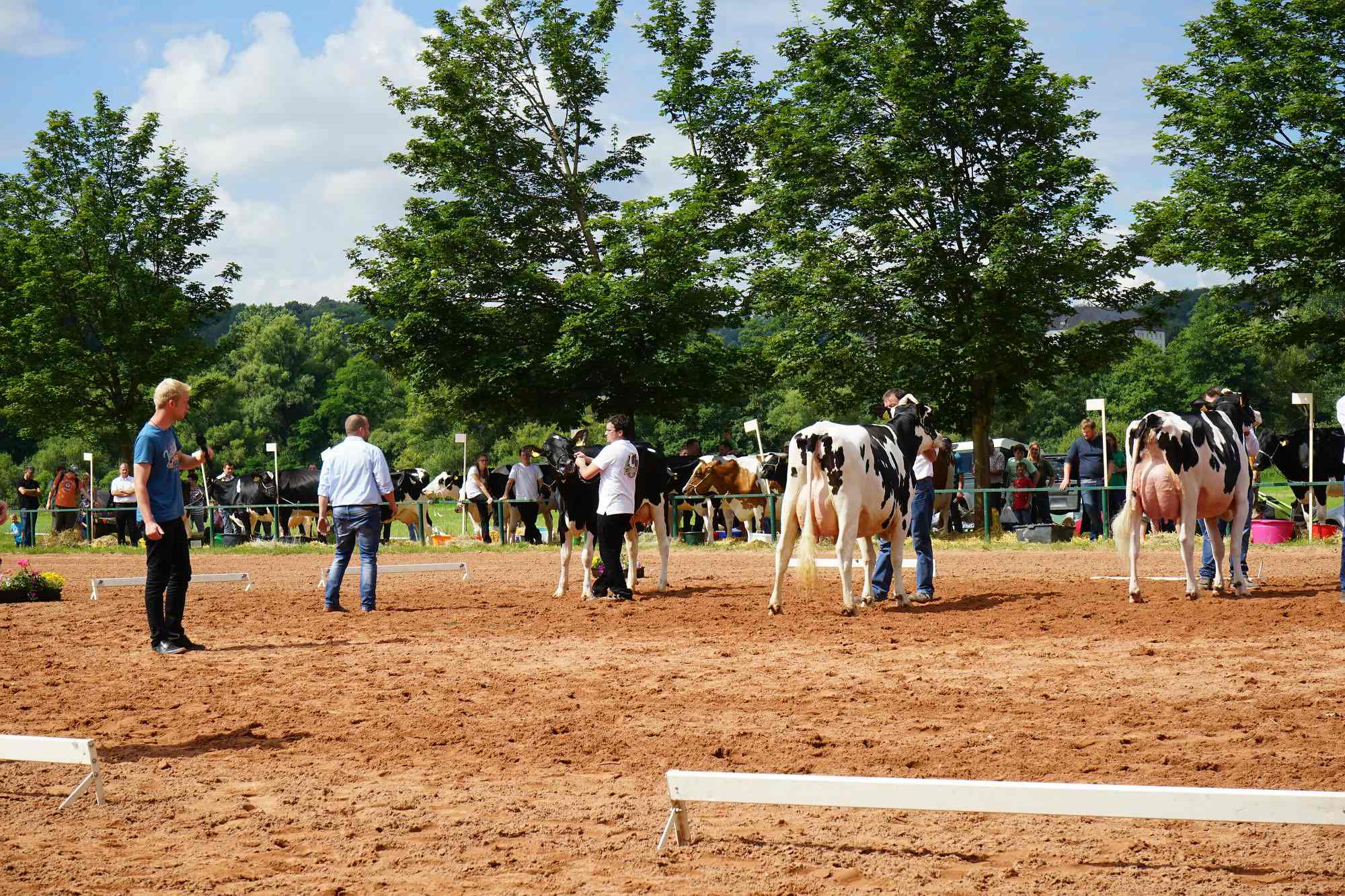 2016 07 17 webenheim kuehe 076